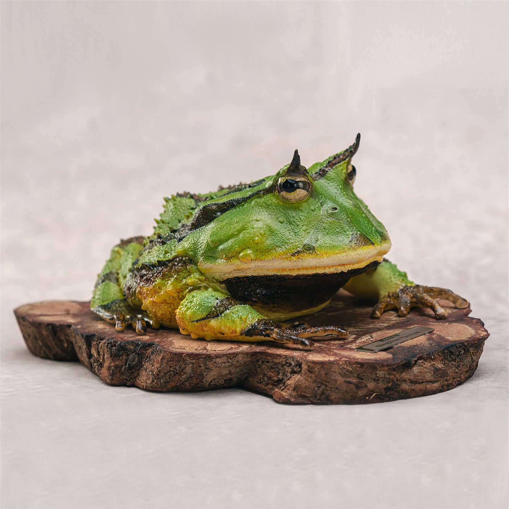 Surinam Horned Frog Model Ceratophrys Cornuta Figure