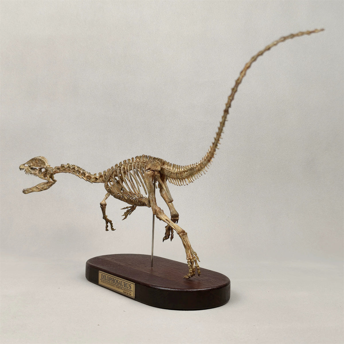 3D Printed 1:10 Scale Dilophosaurus Running Skull Model