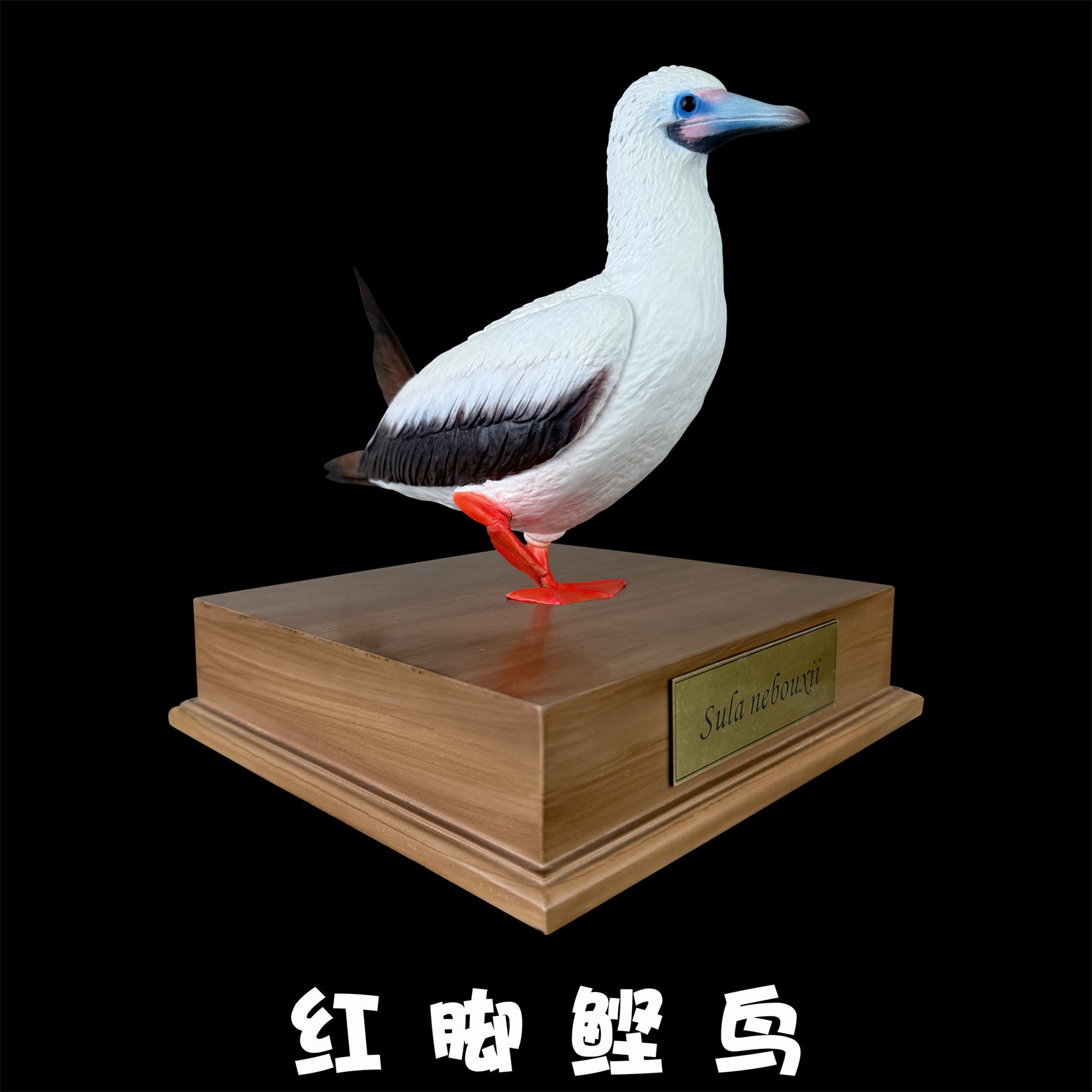 BOWUZHI Studio Red-Footed Booby Bird Figurine