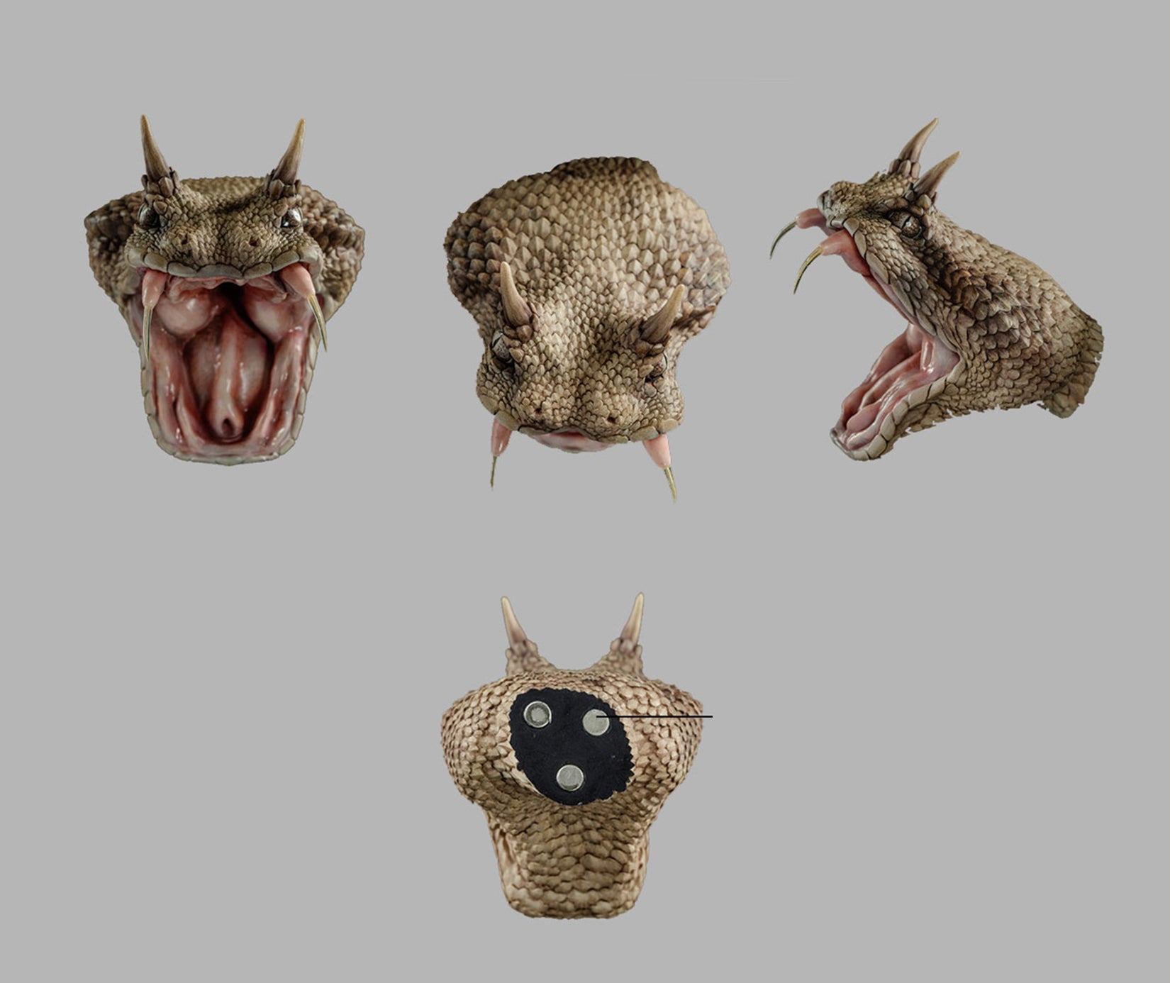 Cerastes Cornutus Snake Model