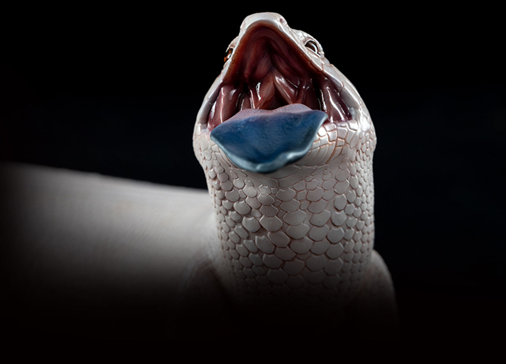 Common Bluetongue Model