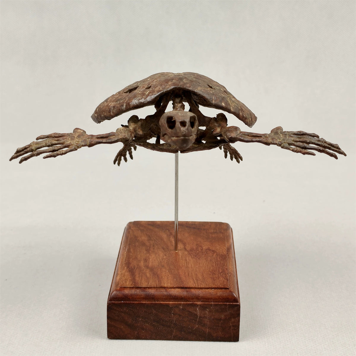 3D Printed 1:10 Scale Leatherback Turtle Skeleton Model