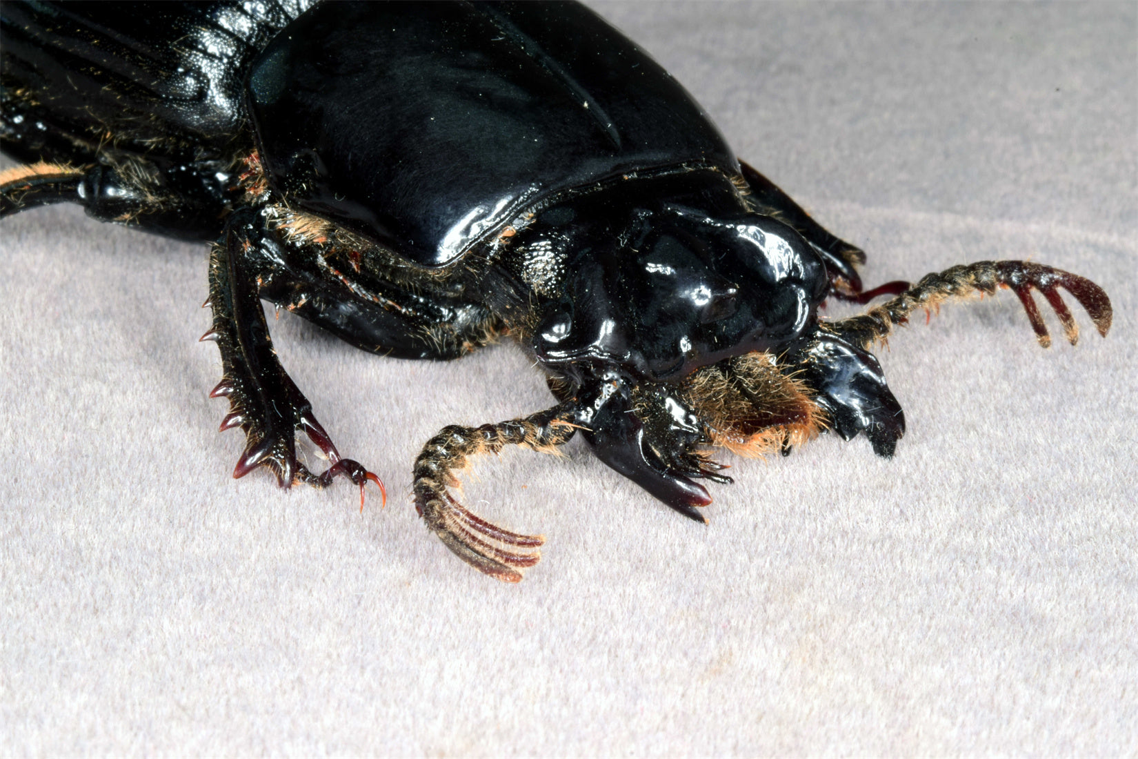 Proculus Goryi Insect Model