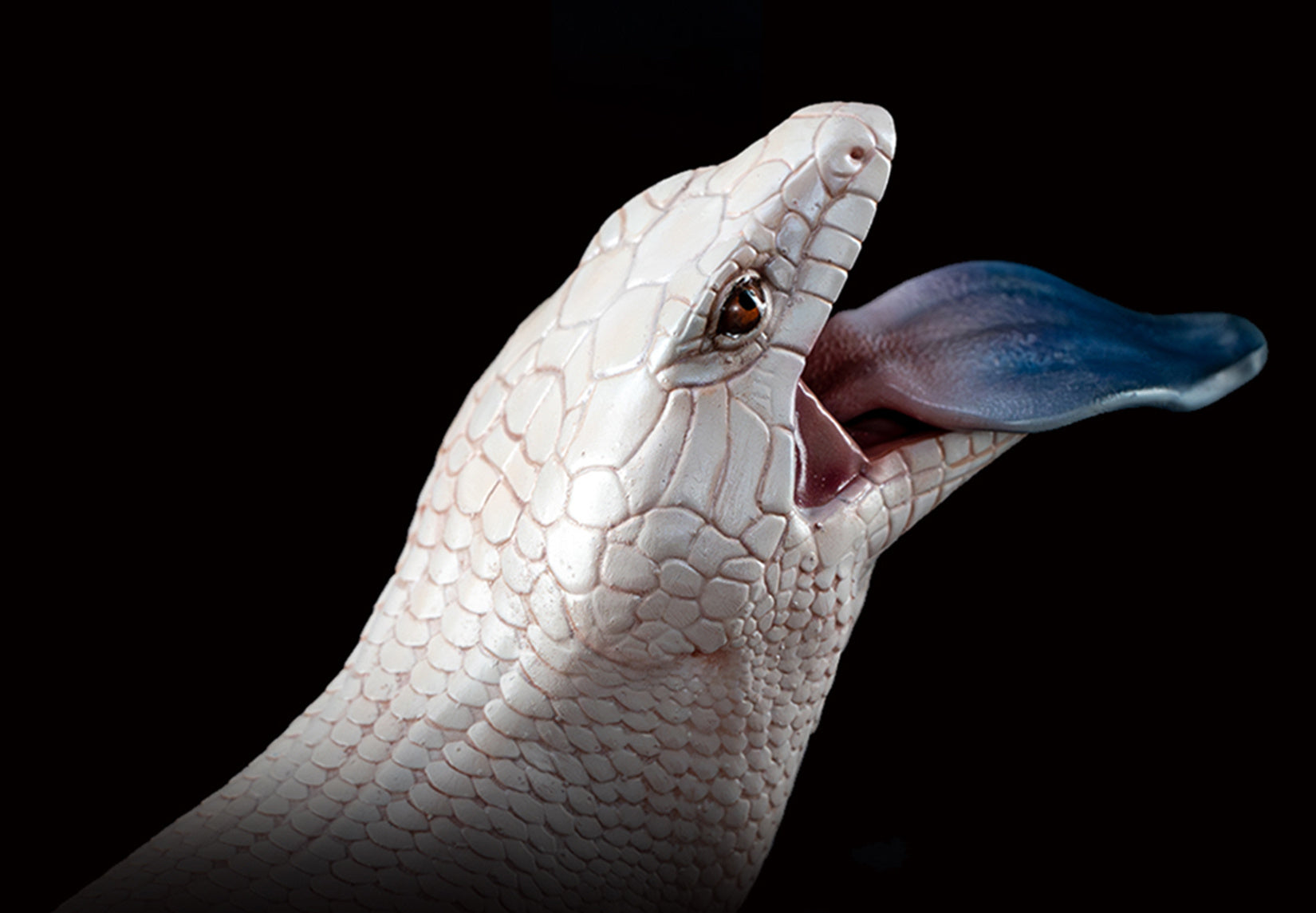 Common Bluetongue Model