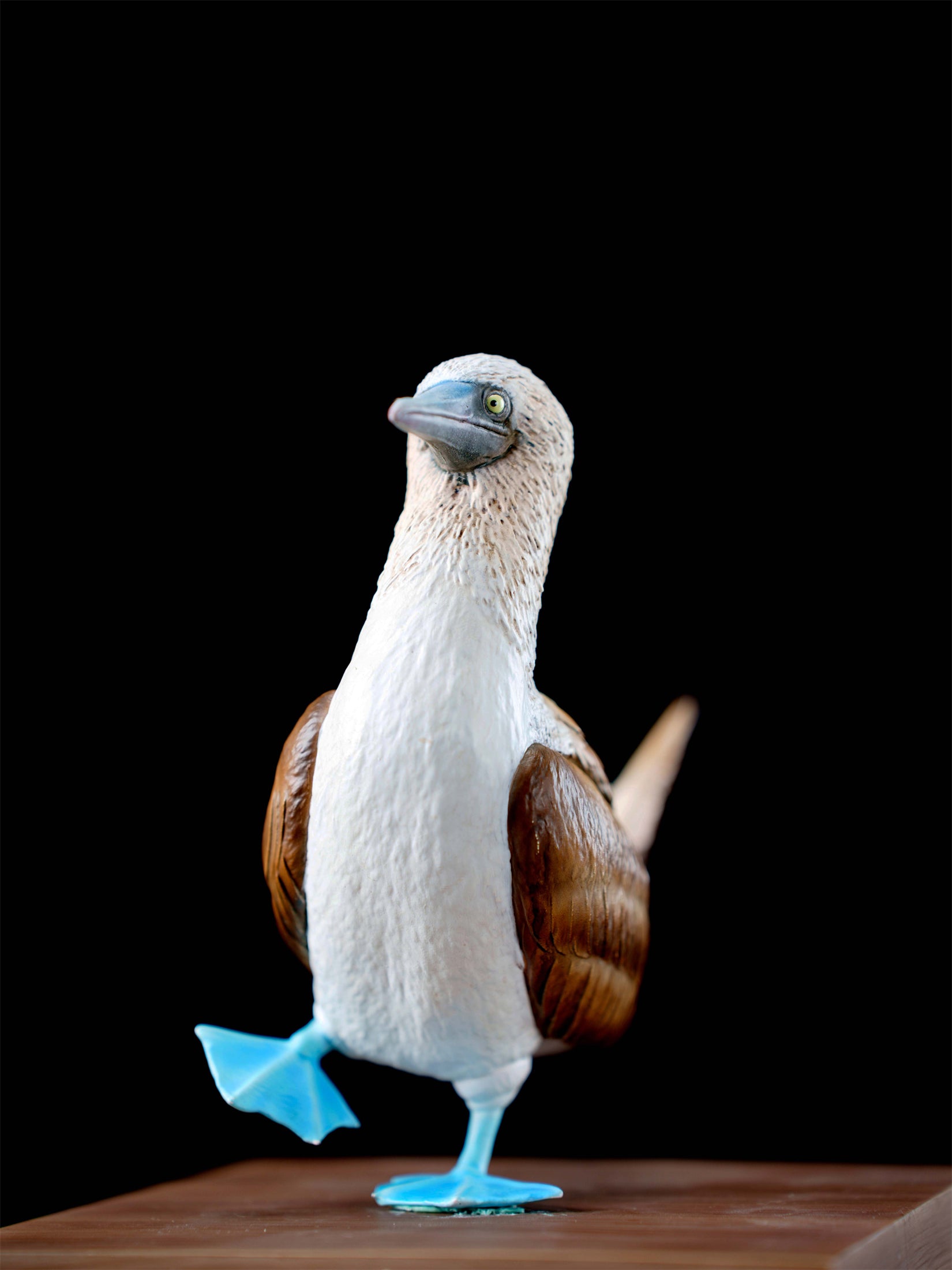 Schildkröten-Serie Tiermodell