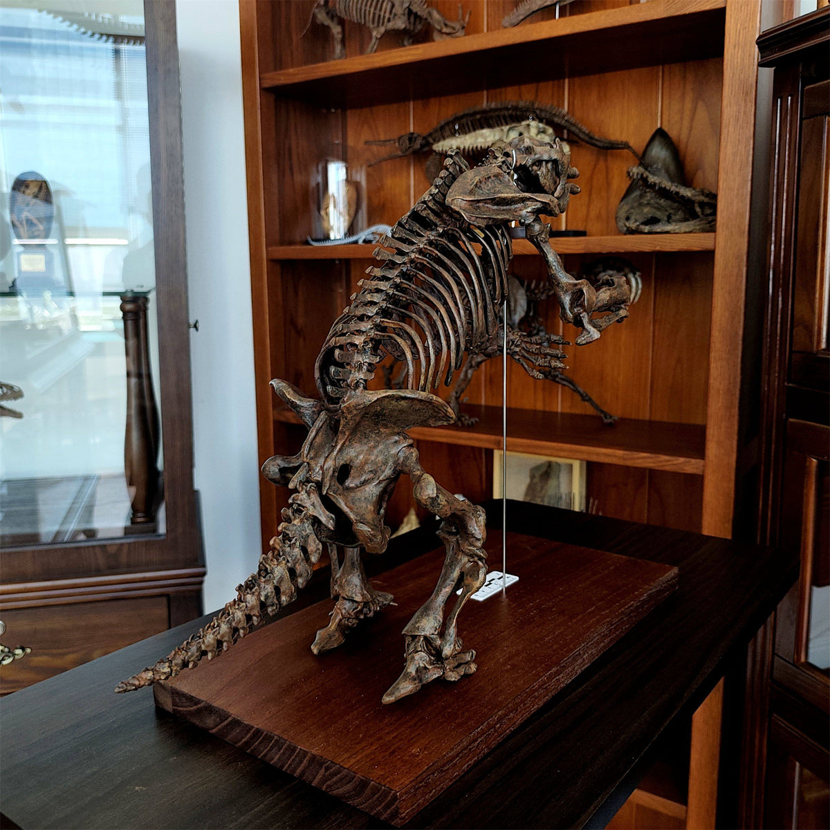 3D Printed 1:10 Scale Large Megatherium Skull Model