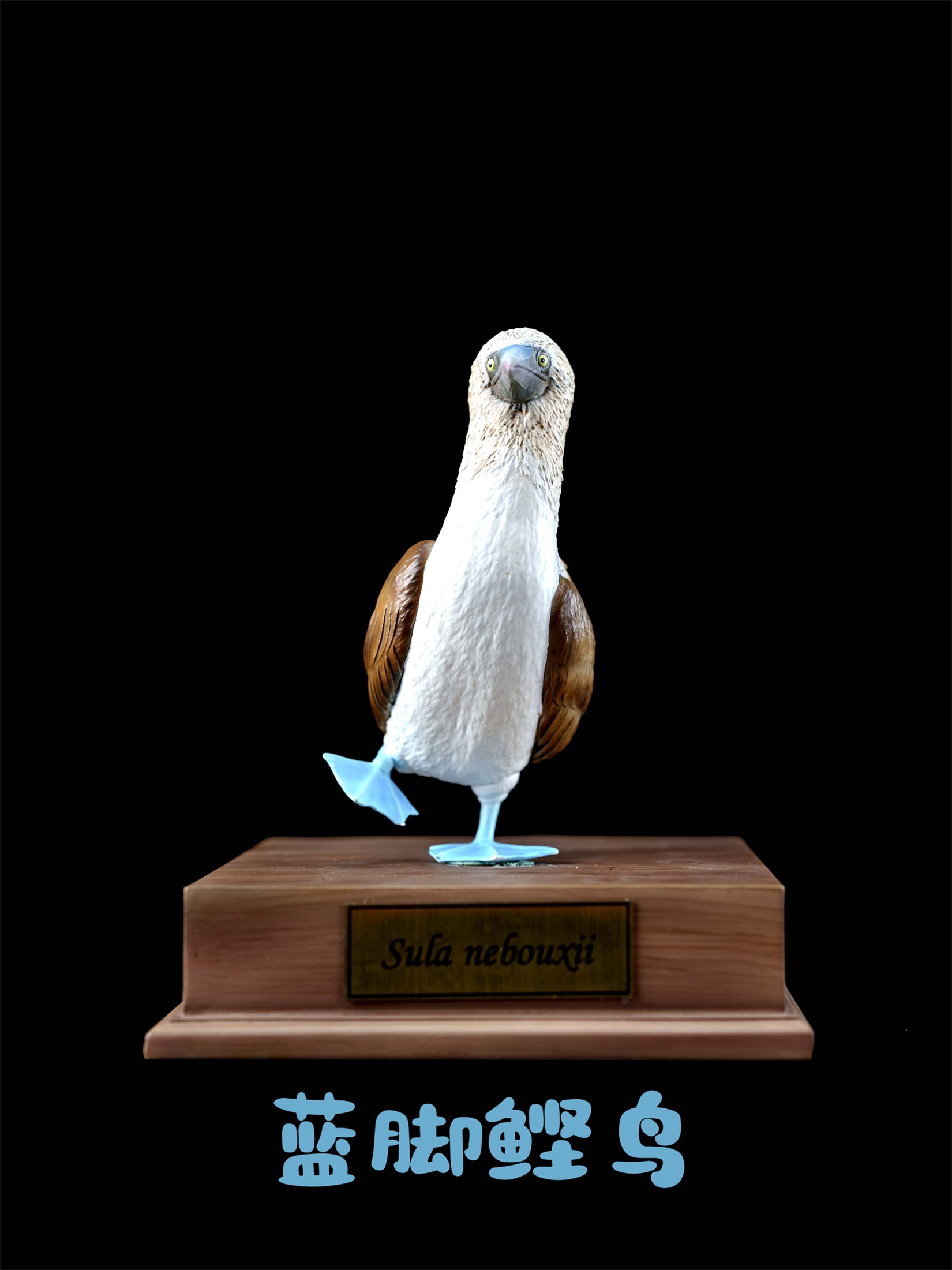 Schildkröten-Serie Tiermodell