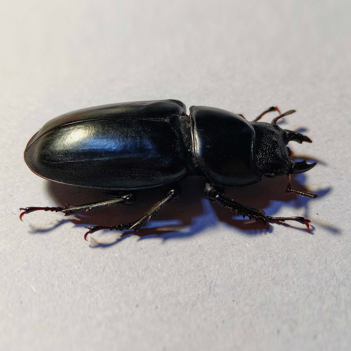 Dorcus Antaeus Fridge Insect Figure Magnet Model