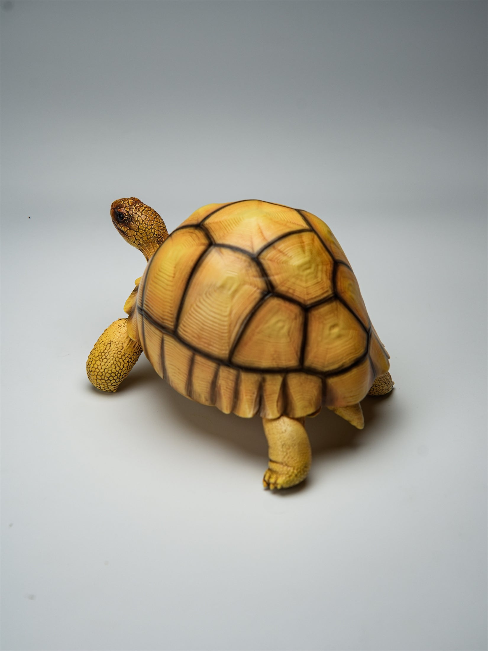 Angonoka Model