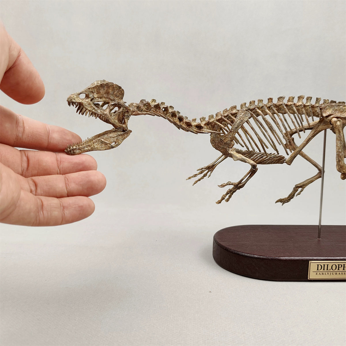 3D Printed 1:10 Scale Dilophosaurus Running Skull Model