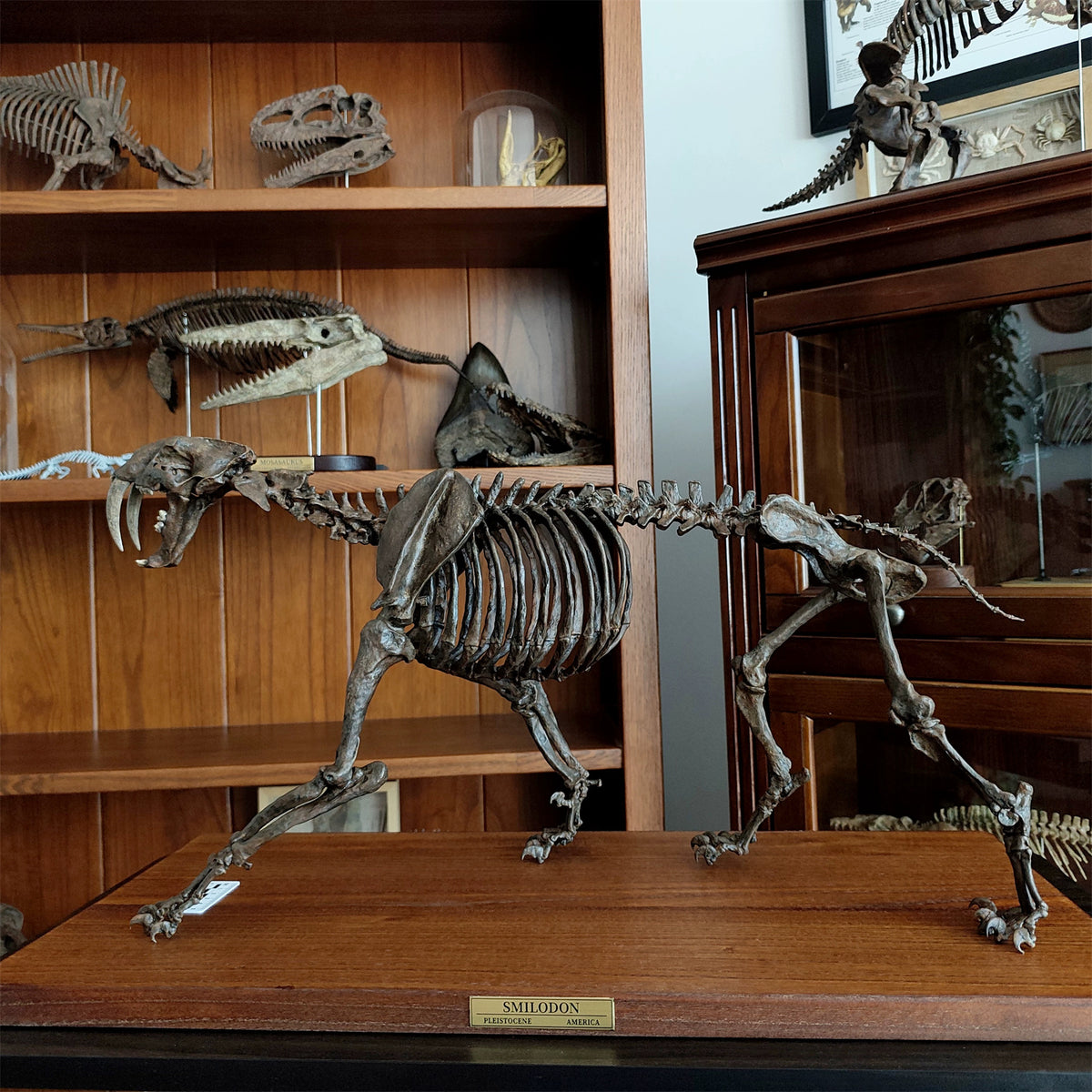 3D Printed 1:5 Scale Smilodon Populator Sabre-toothed Tiger Skeleton Model