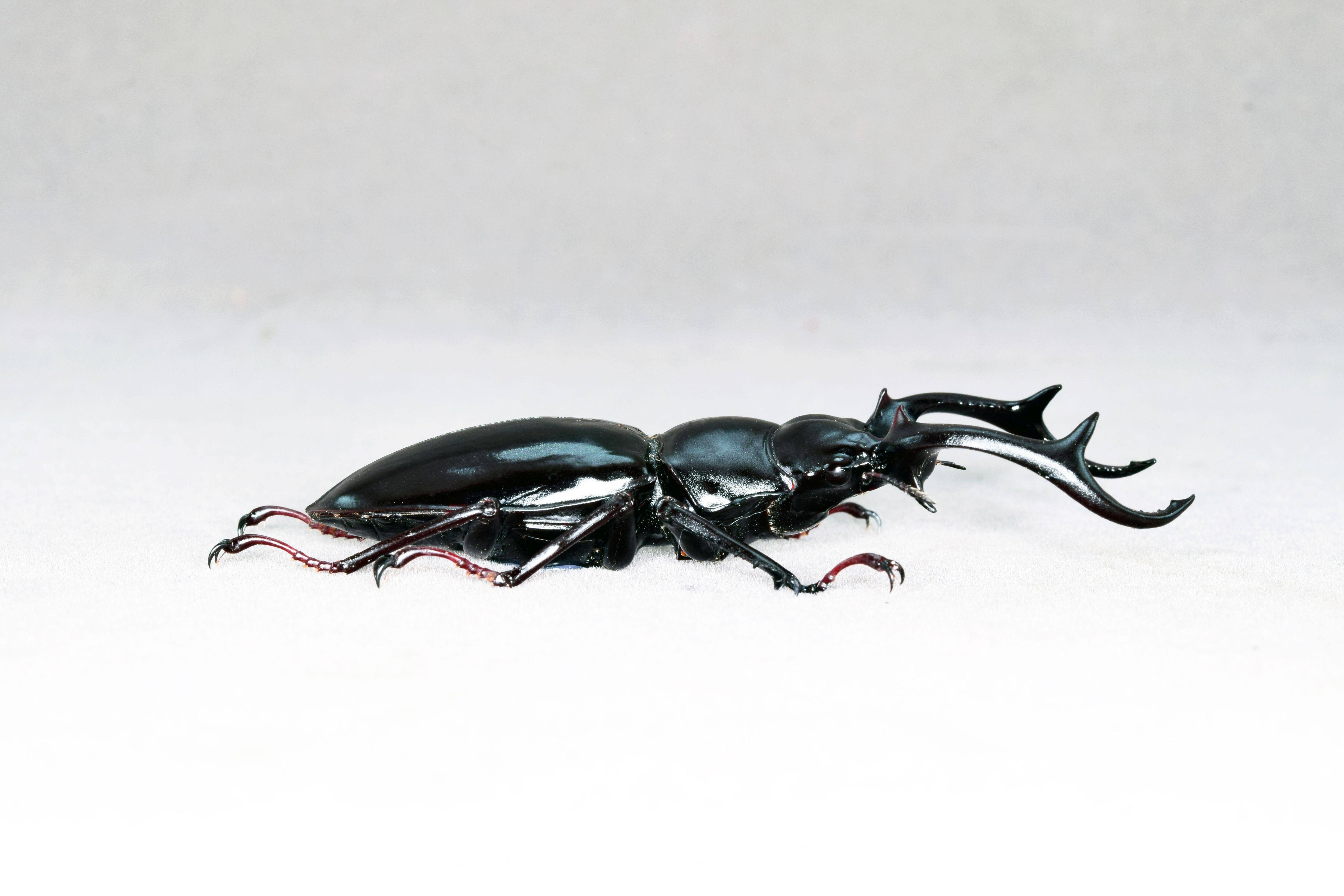 Rhaetus Westwoodi Kazumiae Fridge Magnet Model