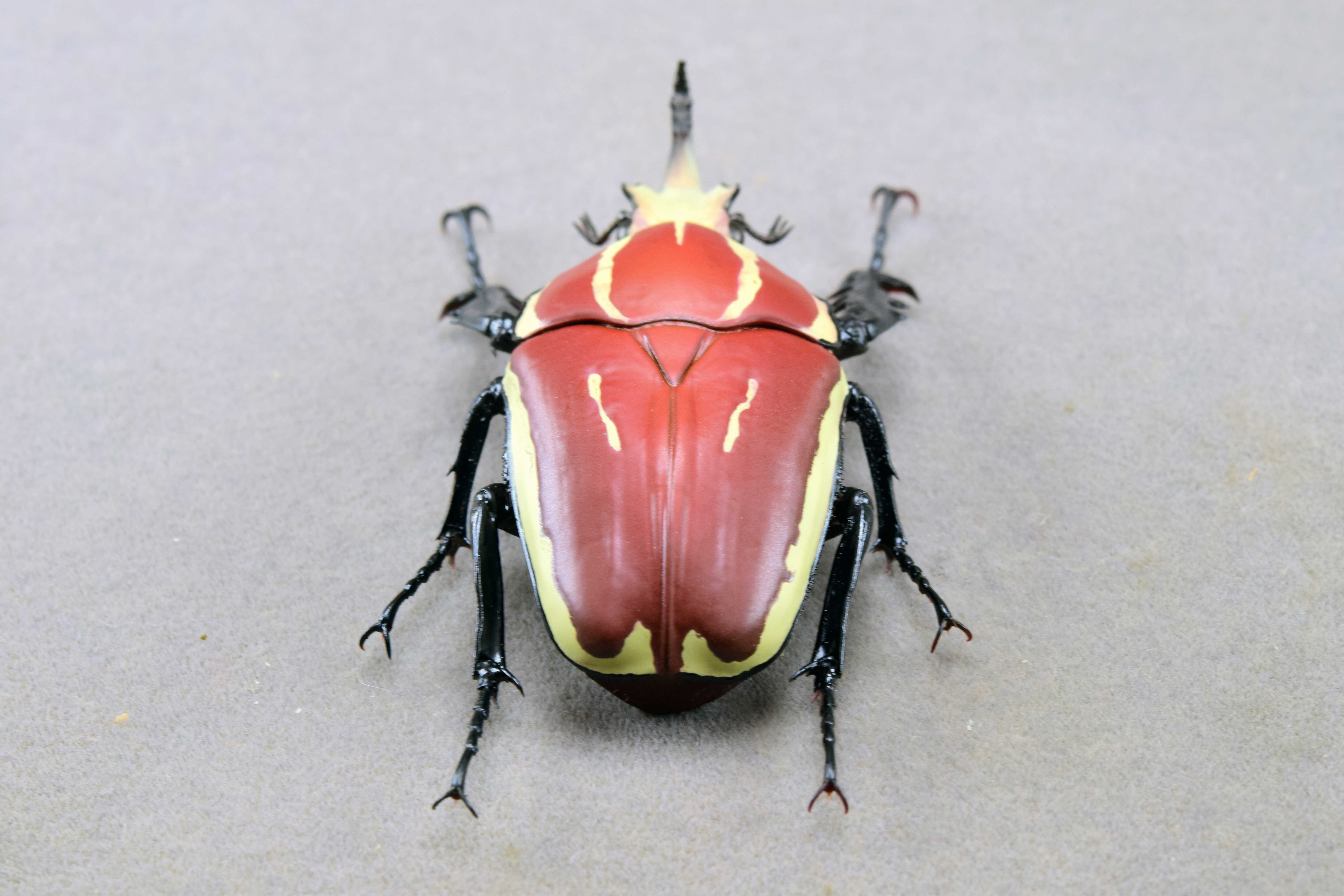 Wunderschöne Chemiepuppe im Maßstab 1:6