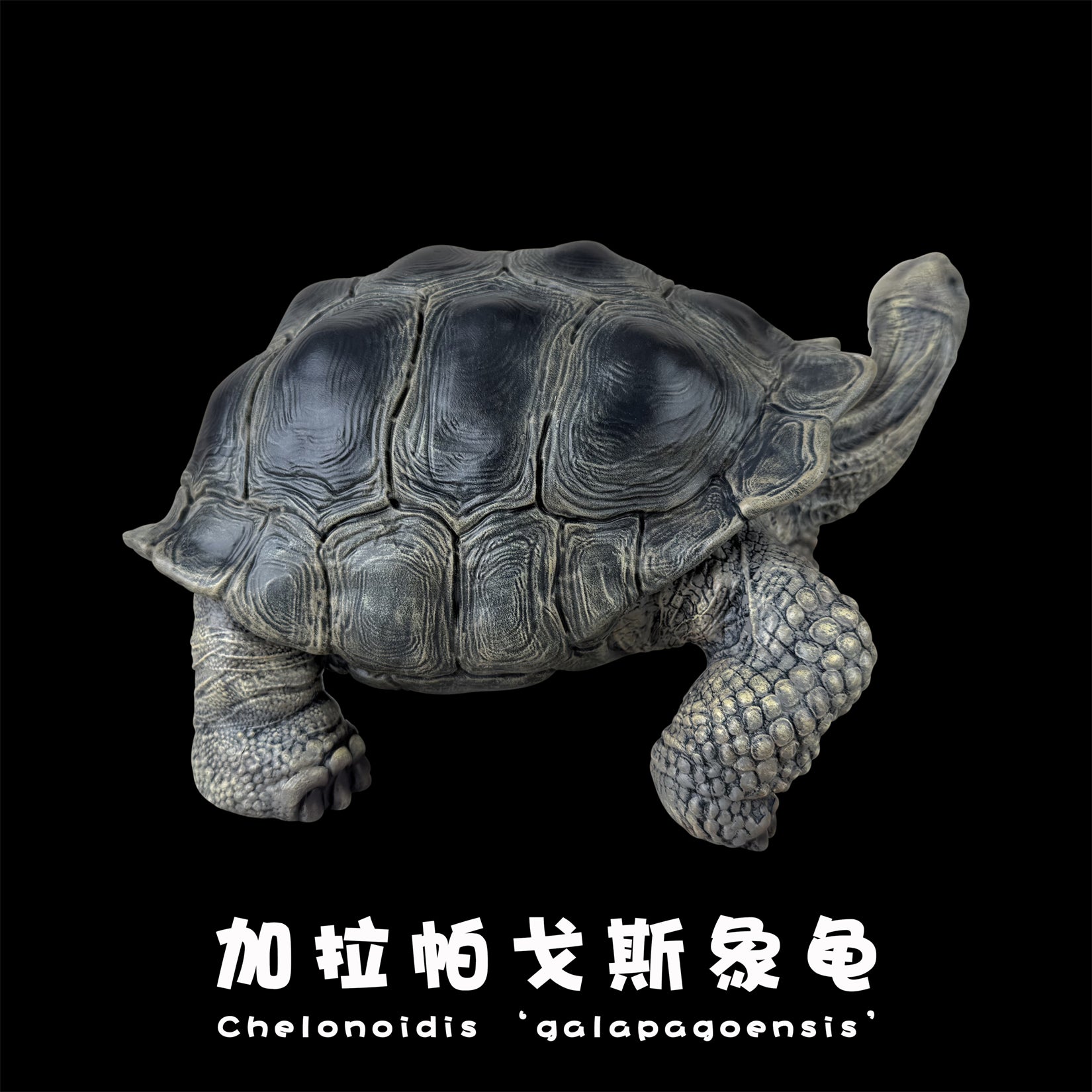 BOWUZHI Studio Plus Chelonoidis Galapagoensis Model