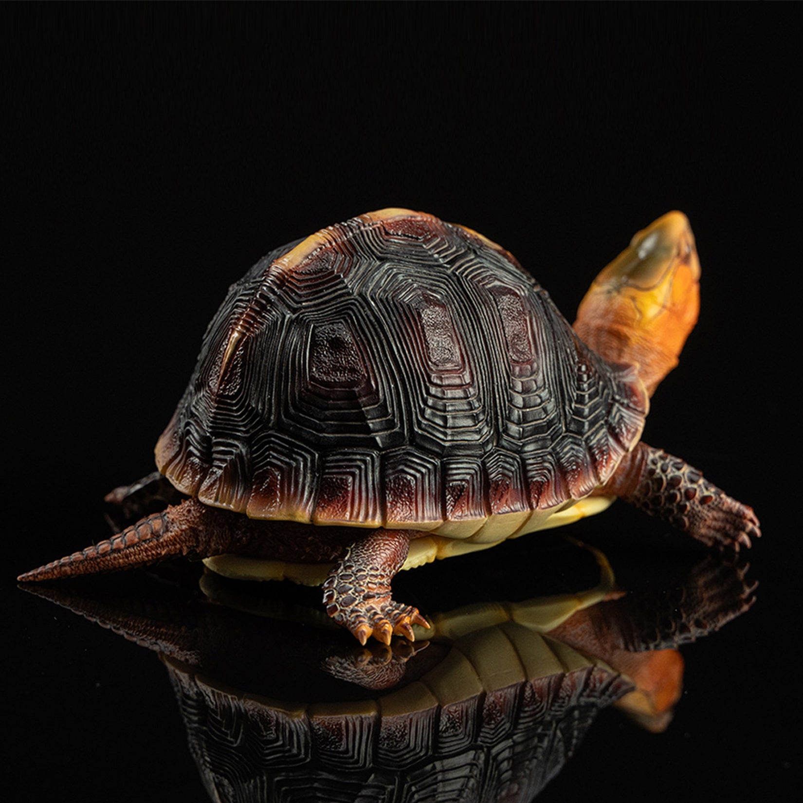 Cuora Flavomarginata Turtle Model