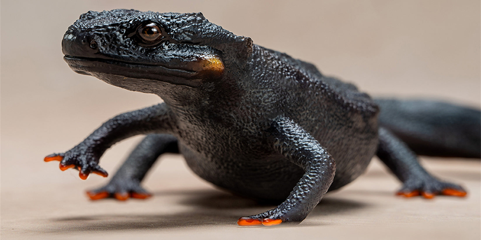 Echinotriton Chinhaiensis Model