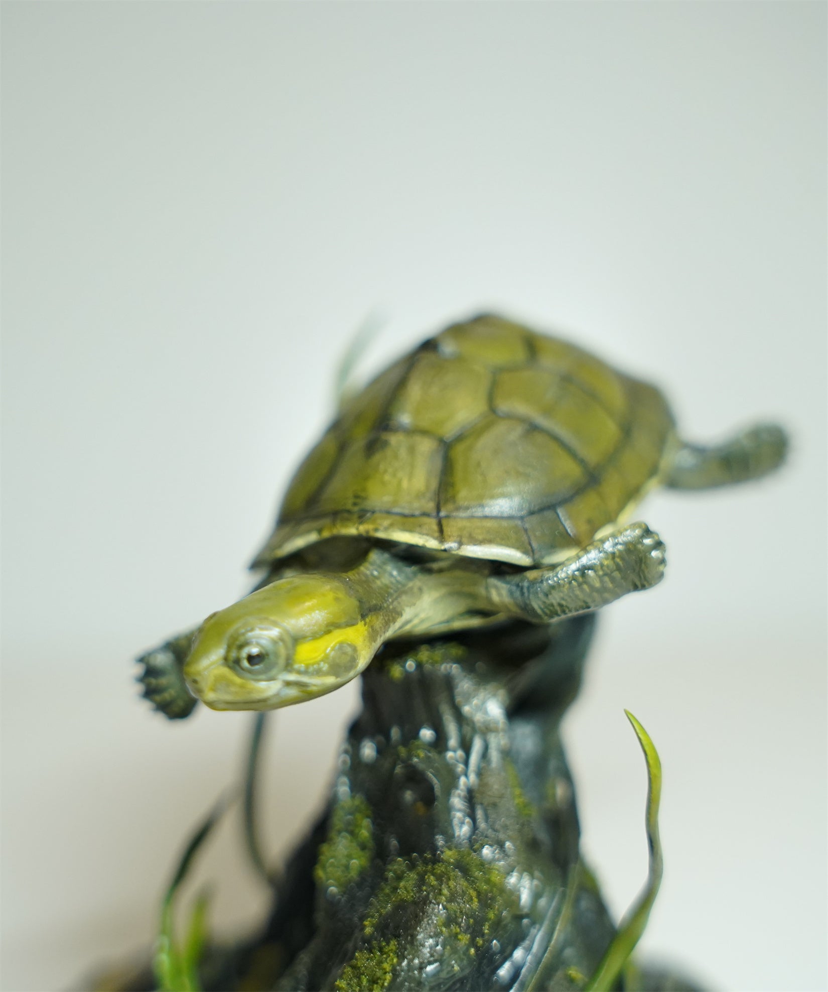 Yellow Pond Turtle Model
