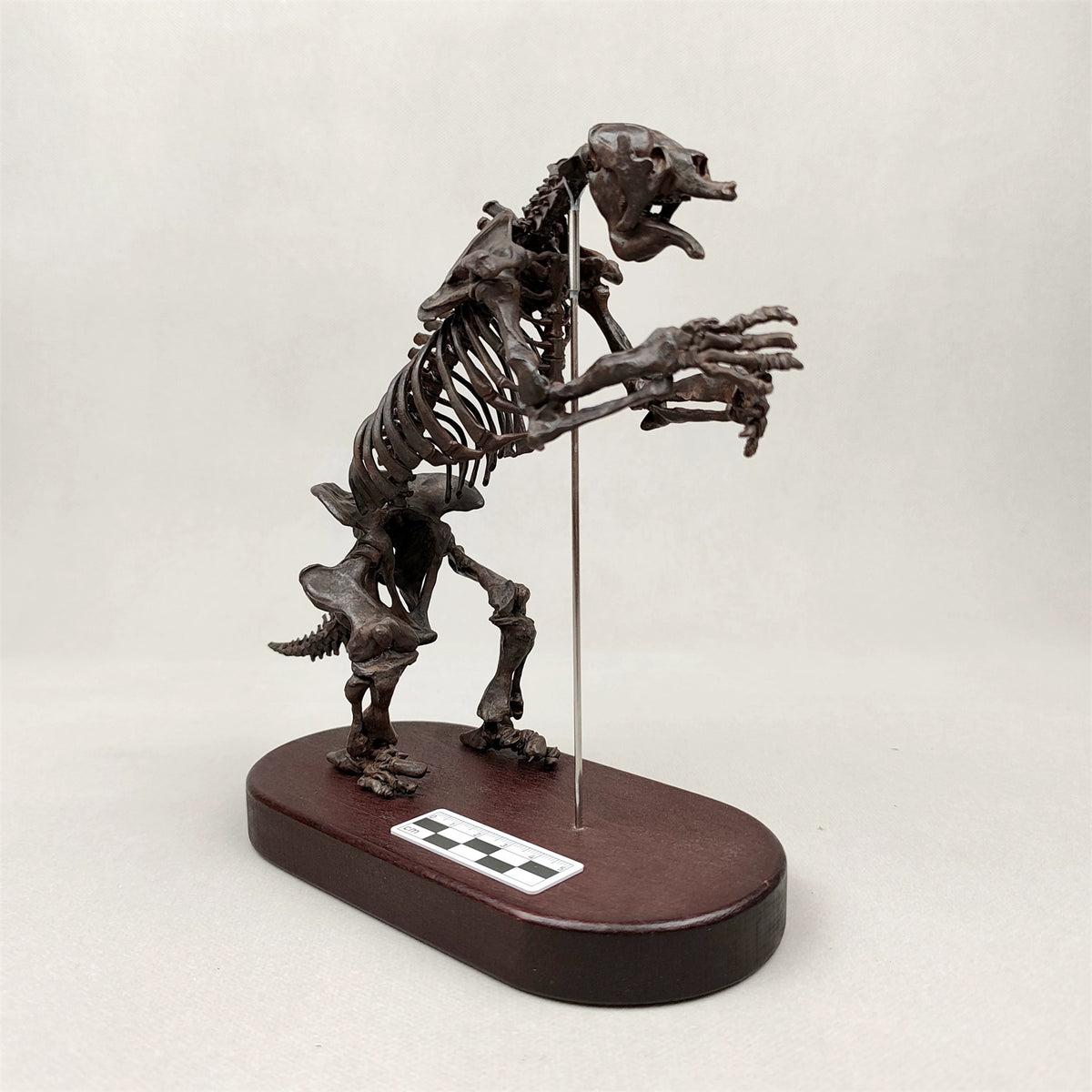 3D Printed 1:20 Scale Megatherium Skeleton Model