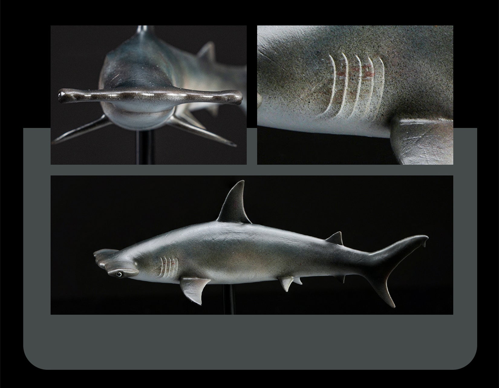 Great Hammerhead Model