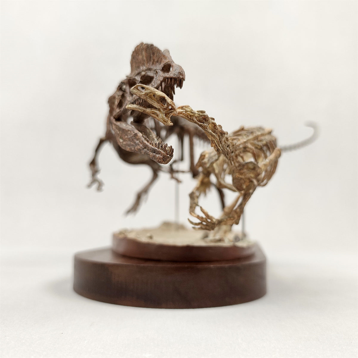 3D Printed 1:10 Scale Dilophosaurus Hunting Skull Model