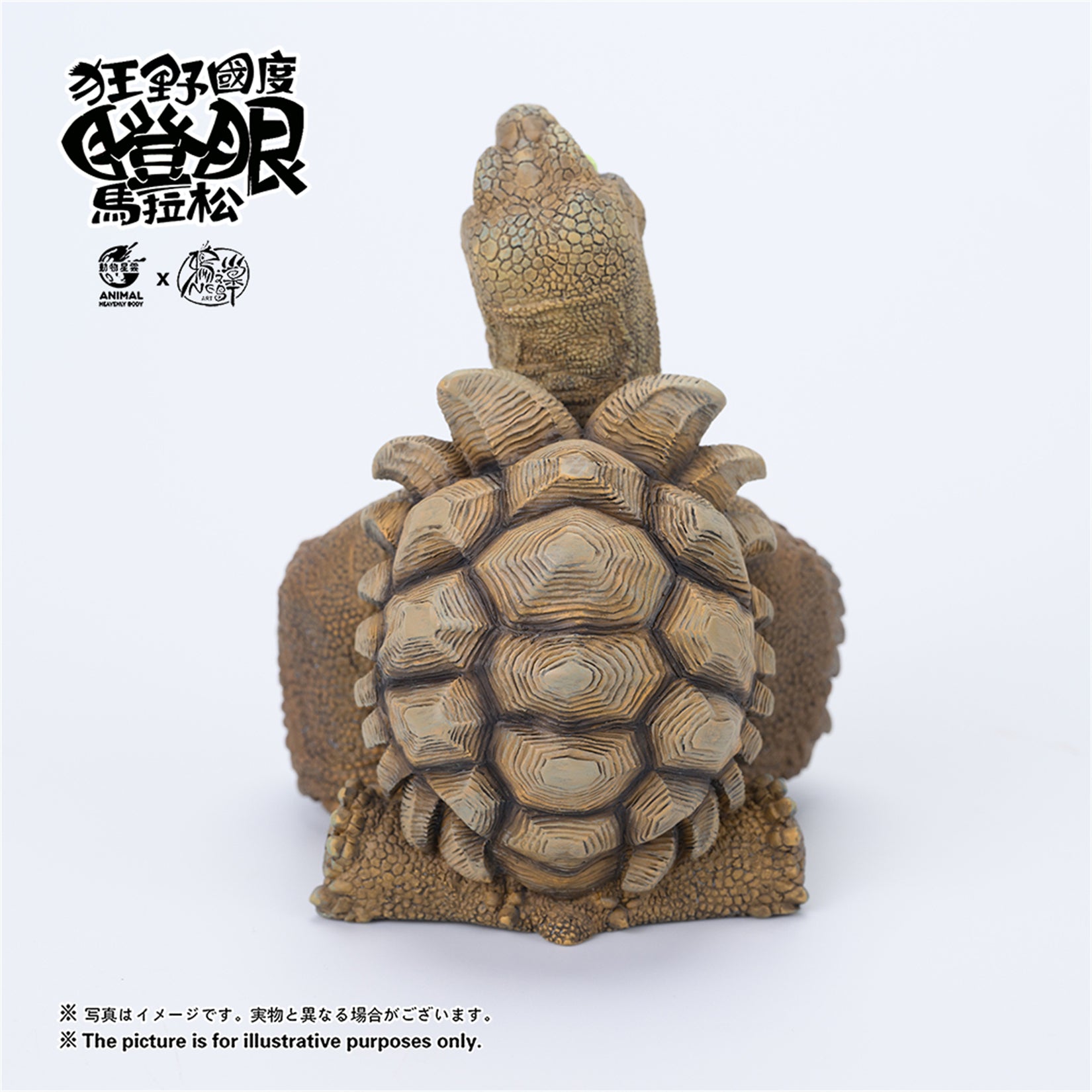 Centrochelys Sulcata Model