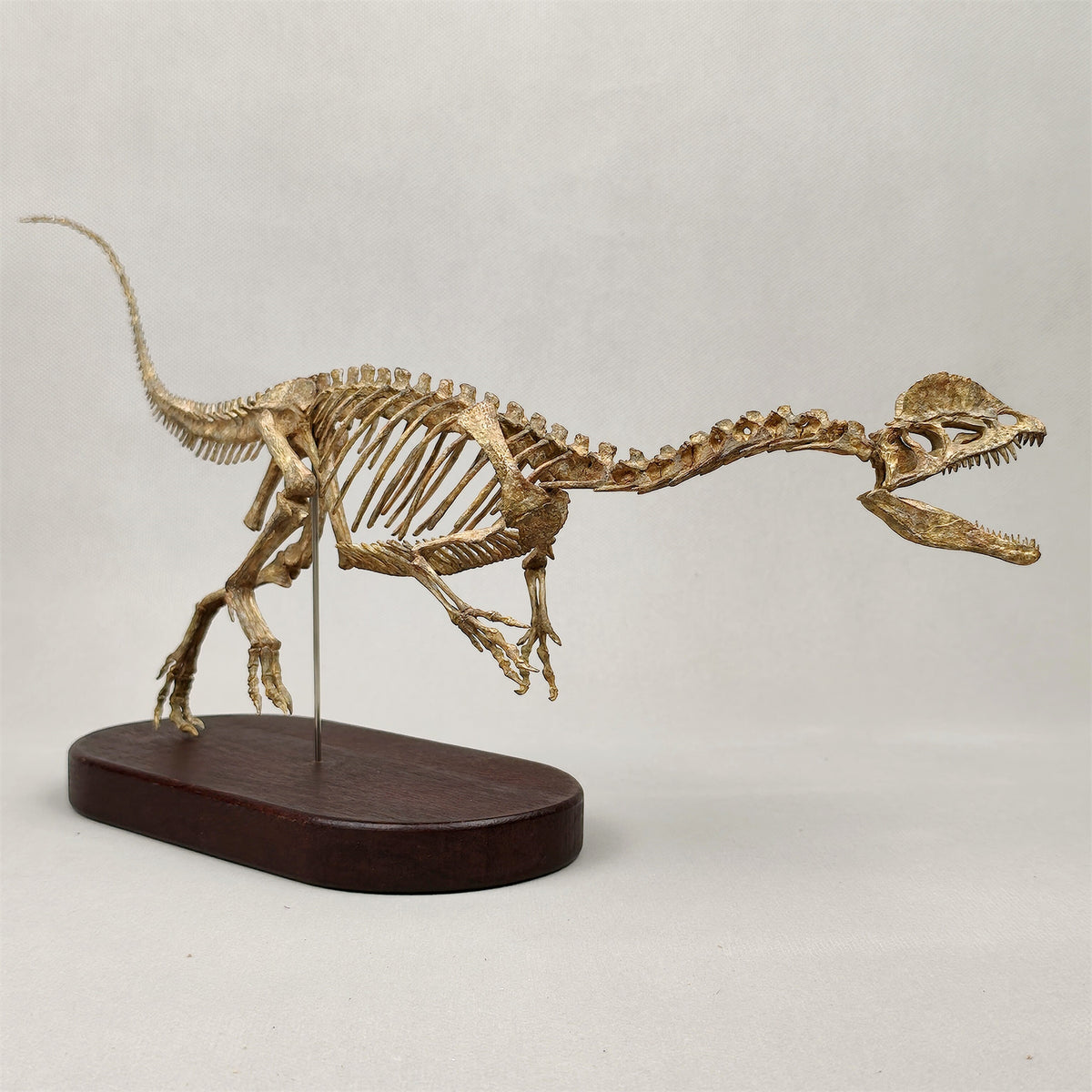 3D Printed 1:10 Scale Dilophosaurus Running Skull Model