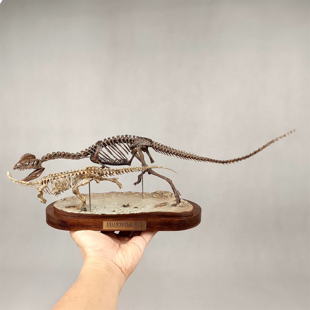 3D Printed 1:10 Scale Dilophosaurus Hunting Skull Model