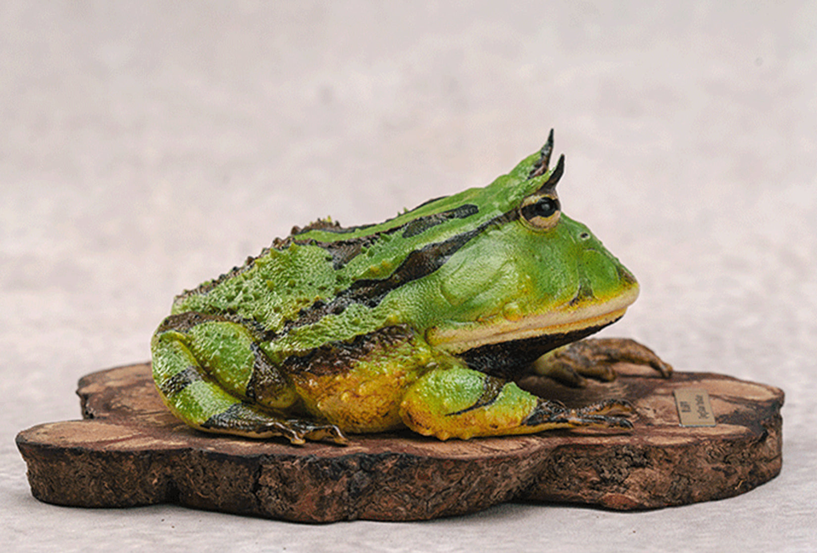 Surinam Horned Frog Model Ceratophrys Cornuta Figure