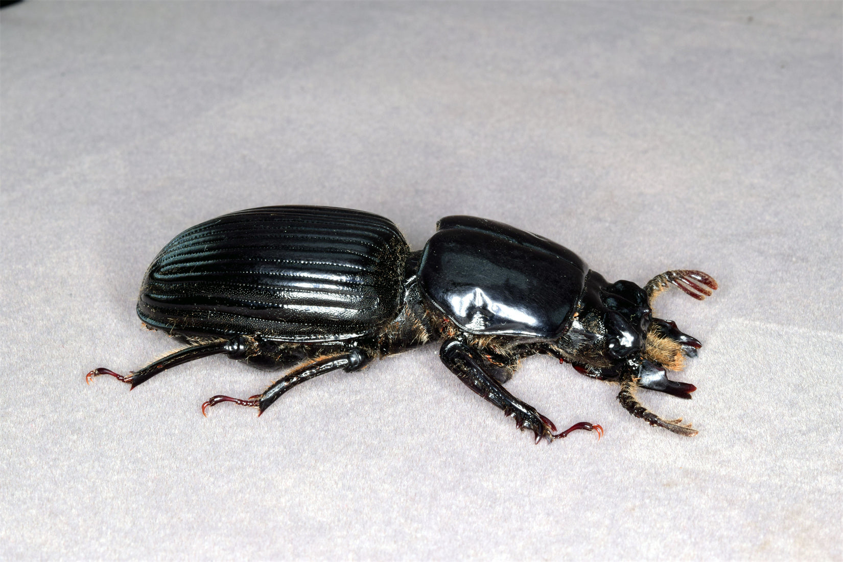 Proculus Goryi Insect Model