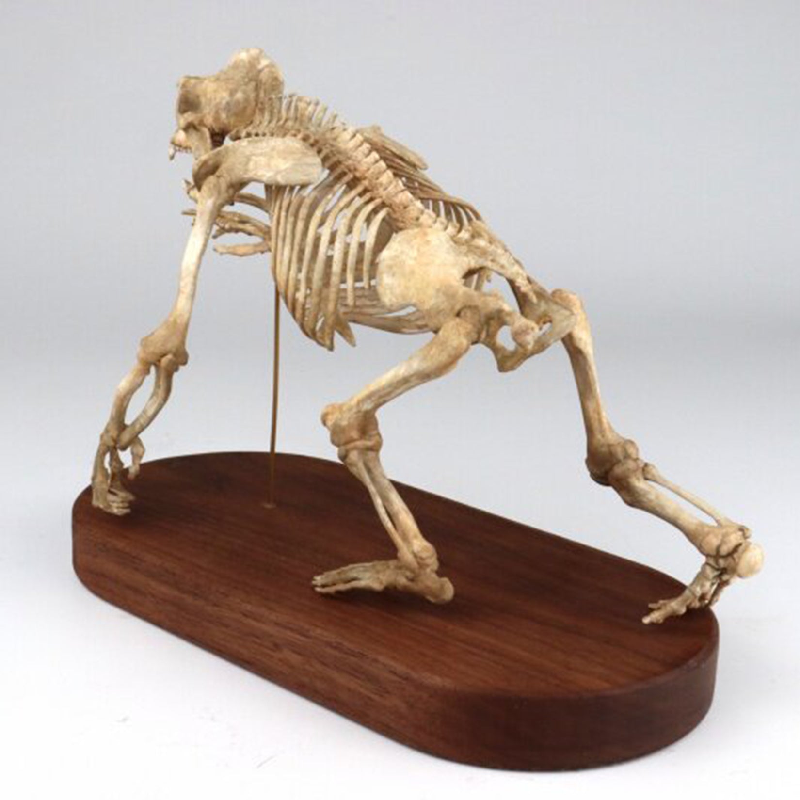 1:10 Scale 3D Printed Gorilla Skeleton Figurine