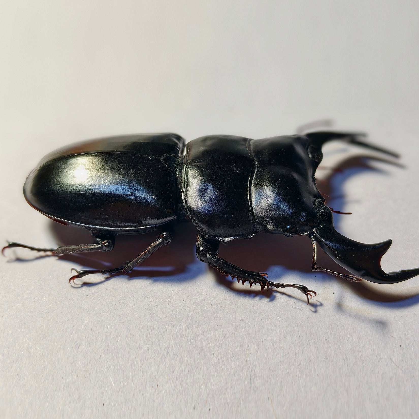Dorcus Antaeus Fridge Insect Figure Magnet Model