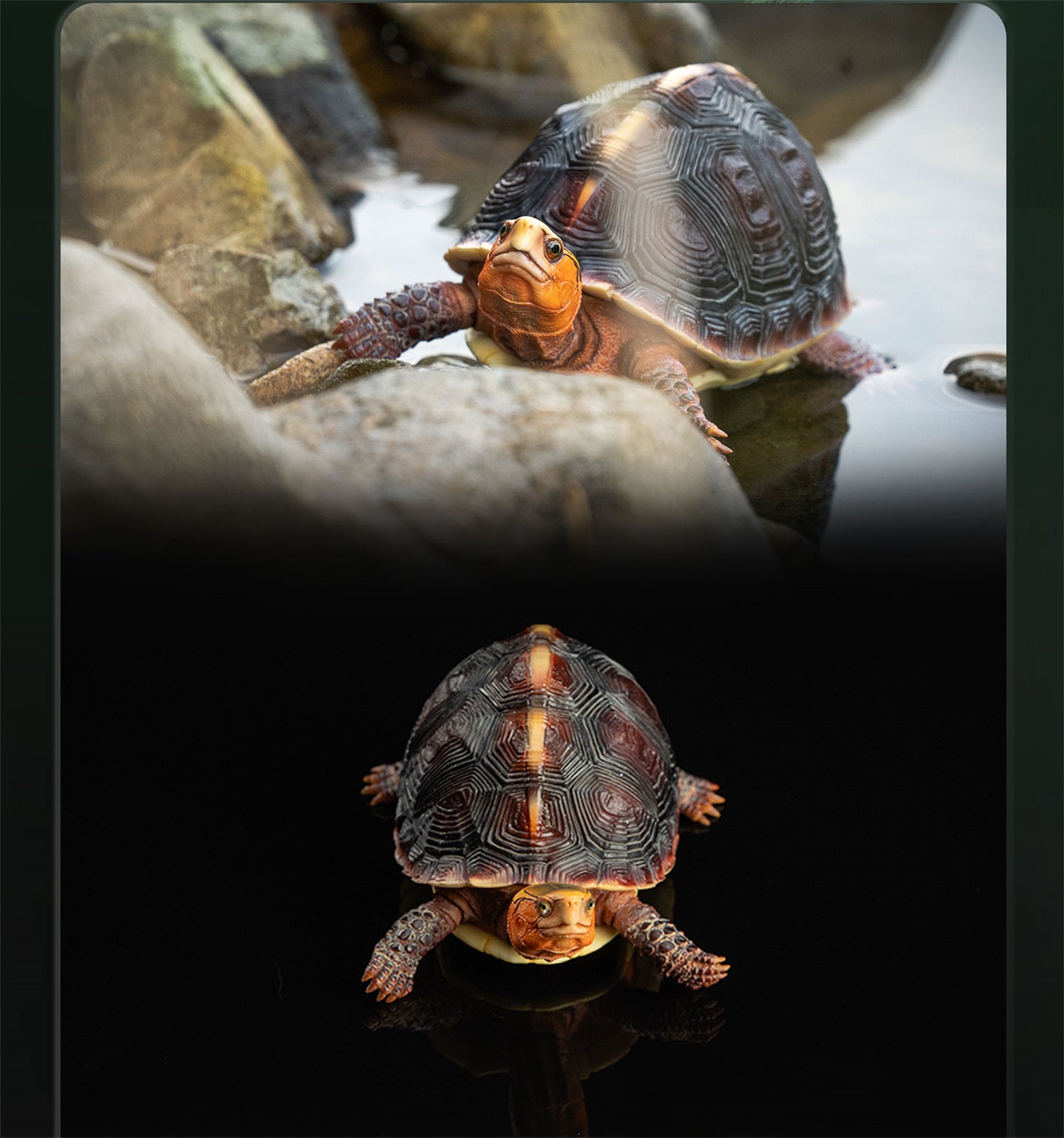 Cuora Flavomarginata Turtle Model