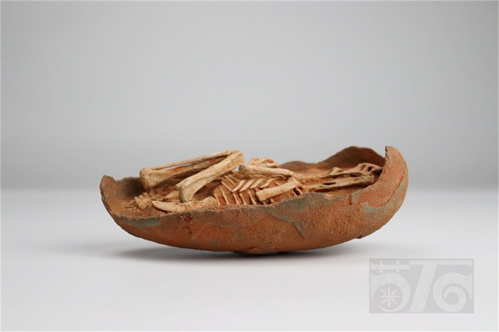 1:1 Scale Velociraptor Dinosaur Egg Model