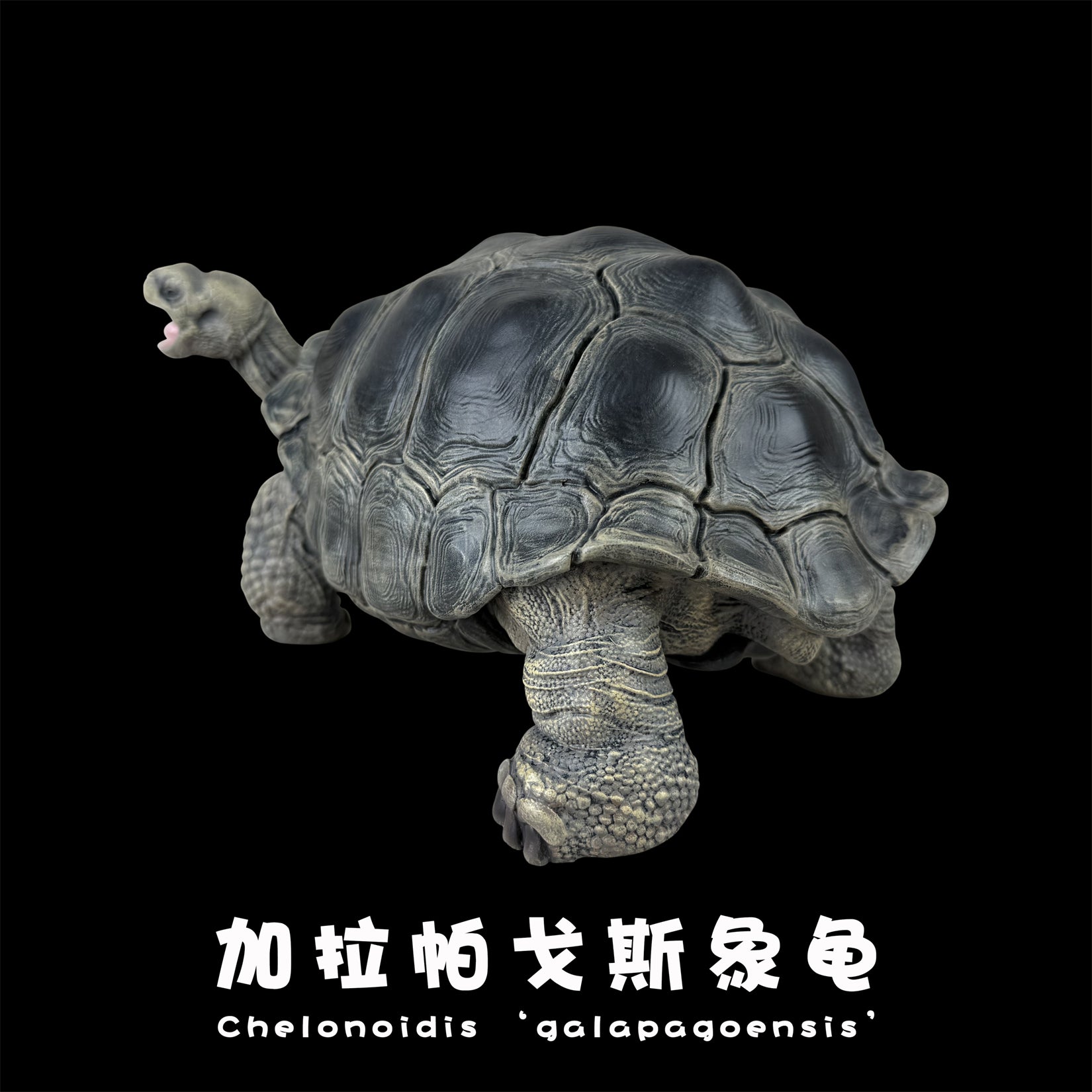 BOWUZHI Studio Plus Chelonoidis Galapagoensis Model