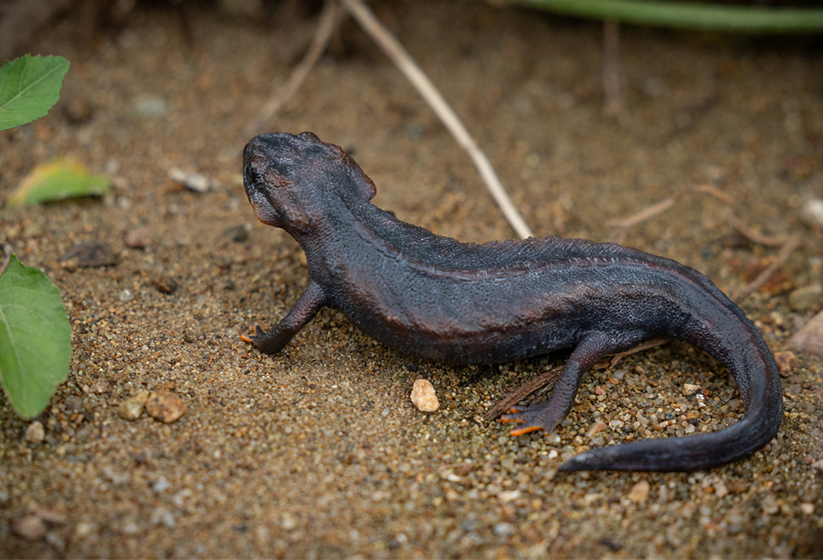 Echinotriton Chinhaiensis Model