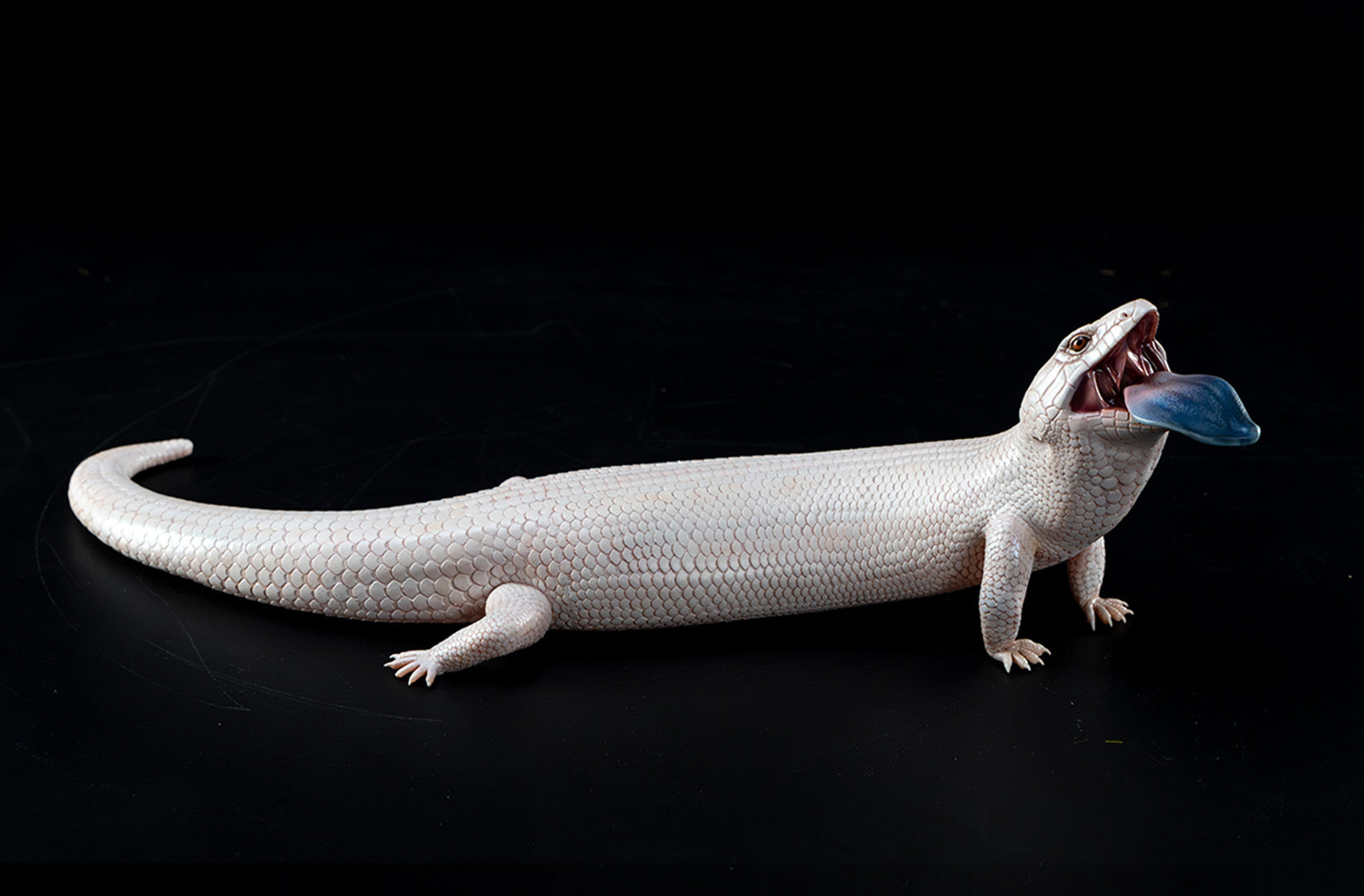 Common Bluetongue Model