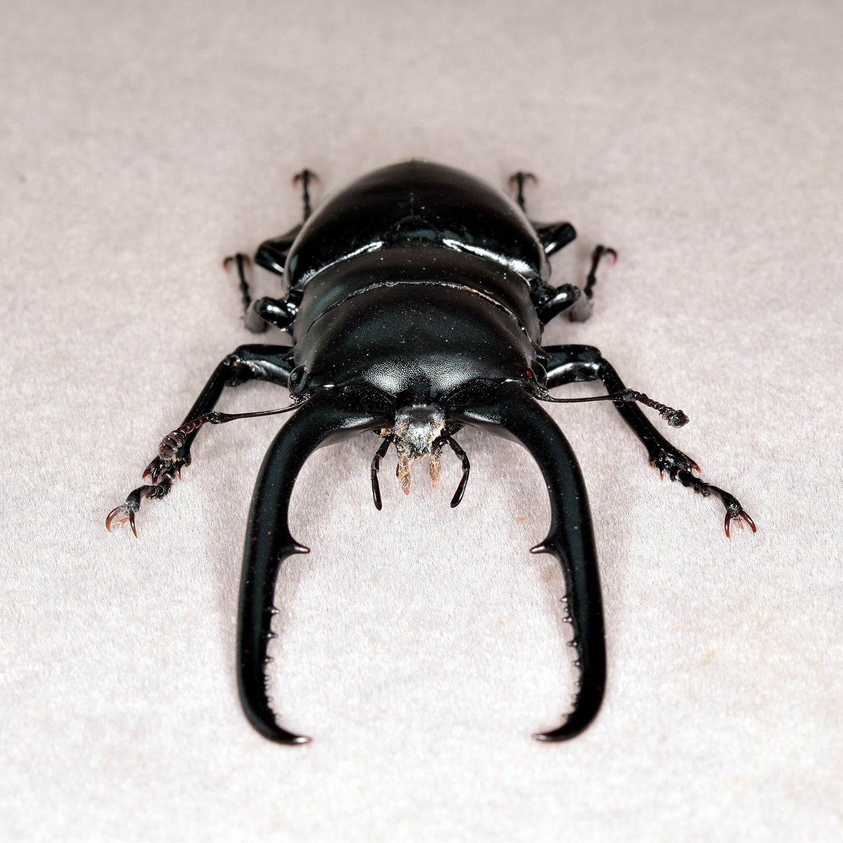 Wunderschöne Chemiepuppe im Maßstab 1:6