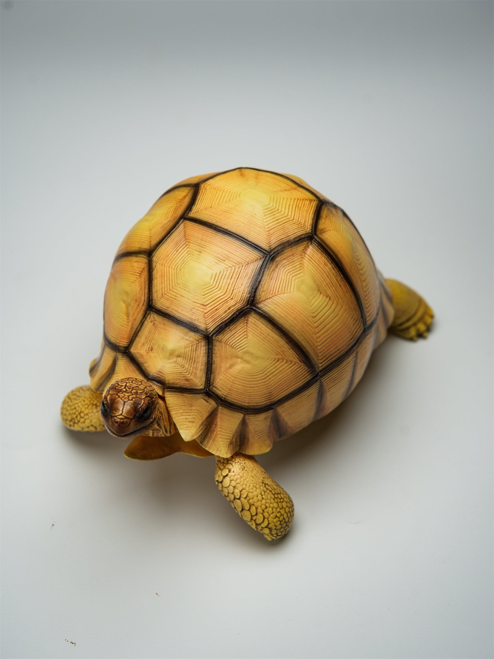 Angonoka Model