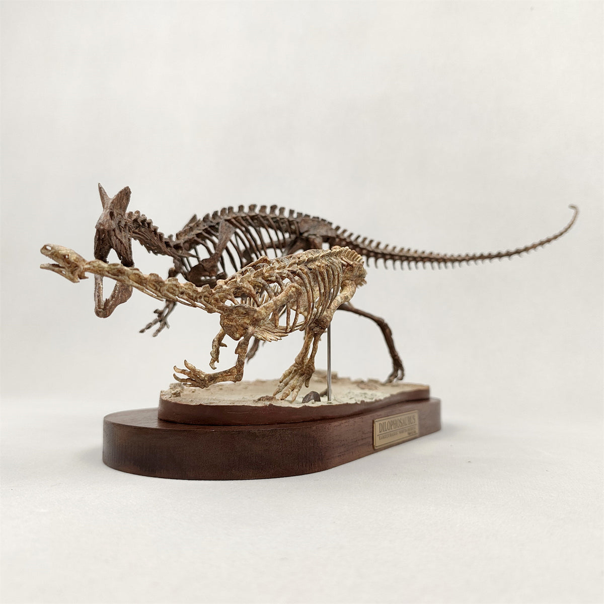3D Printed 1:10 Scale Dilophosaurus Hunting Skull Model