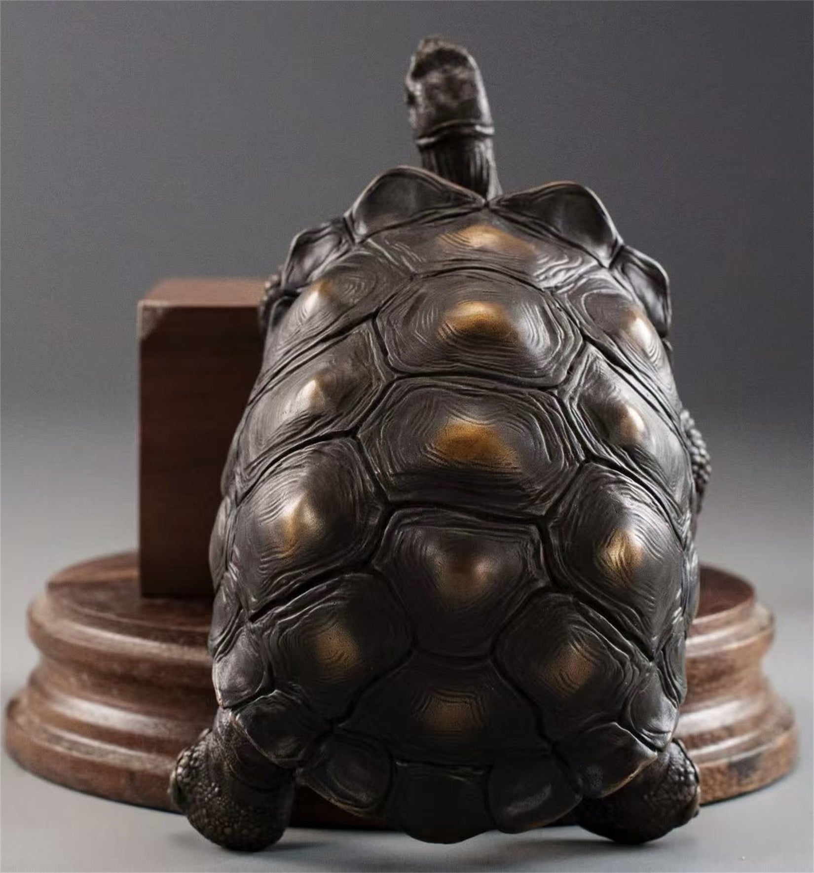 BOWUZHI Studio Plus Chelonoidis Galapagoensis Model