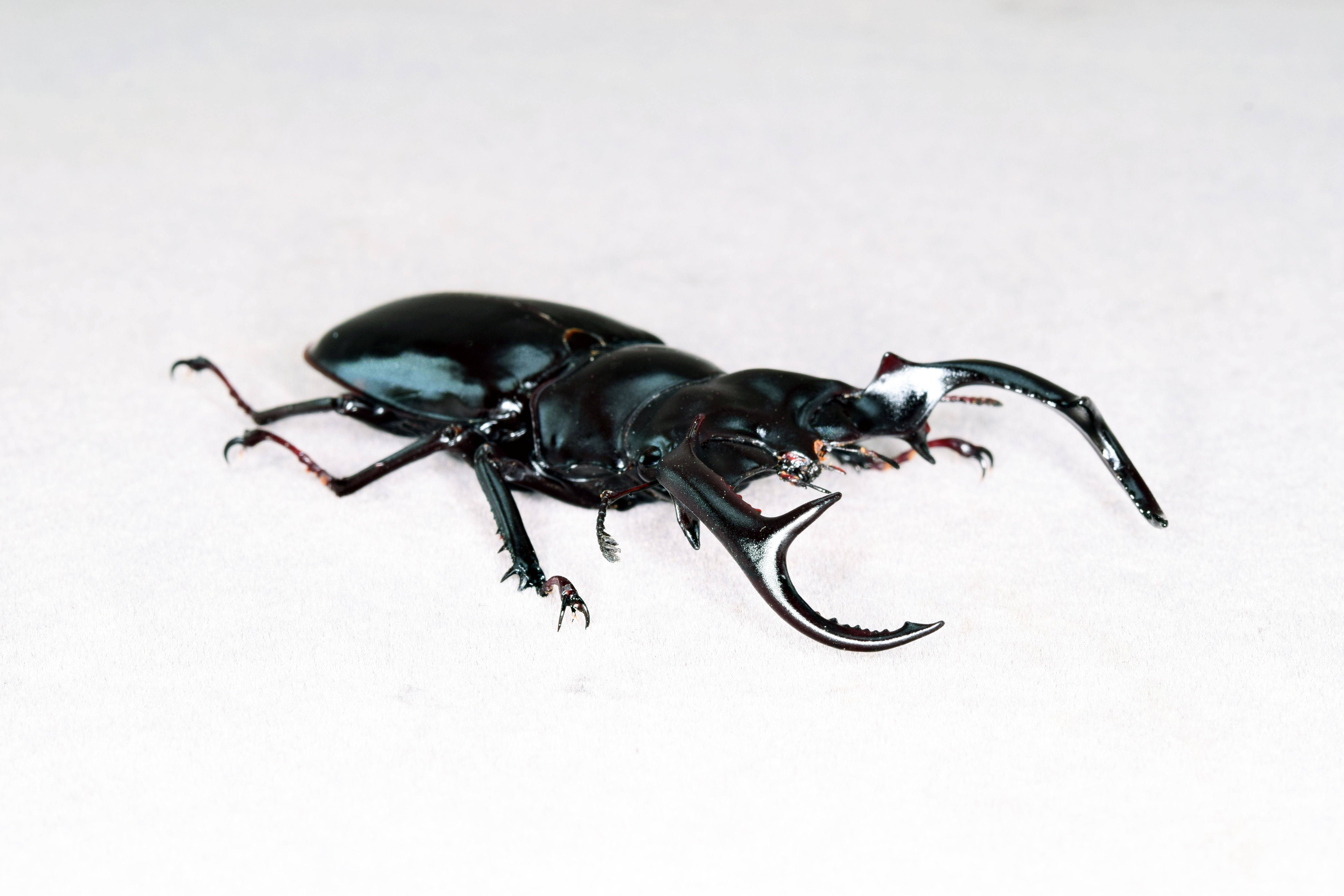 Rhaetus Westwoodi Kazumiae Fridge Magnet Model