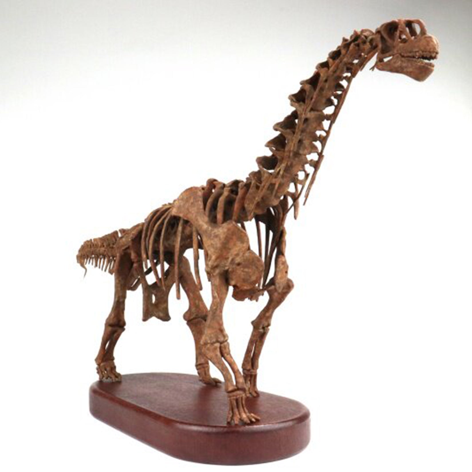 1:35 Scale 3D Printed Camarasaurus Skeleton Dinosaur Figurine