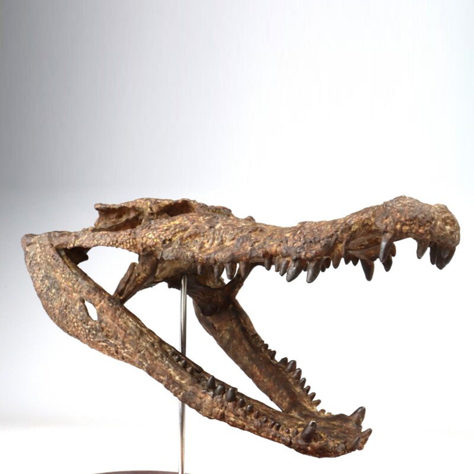 1:10 Scale 3D Printed Crocodile Skull Fossil Resin Model