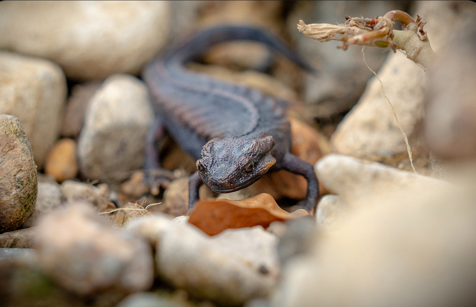 Echinotriton Chinhaiensis Model
