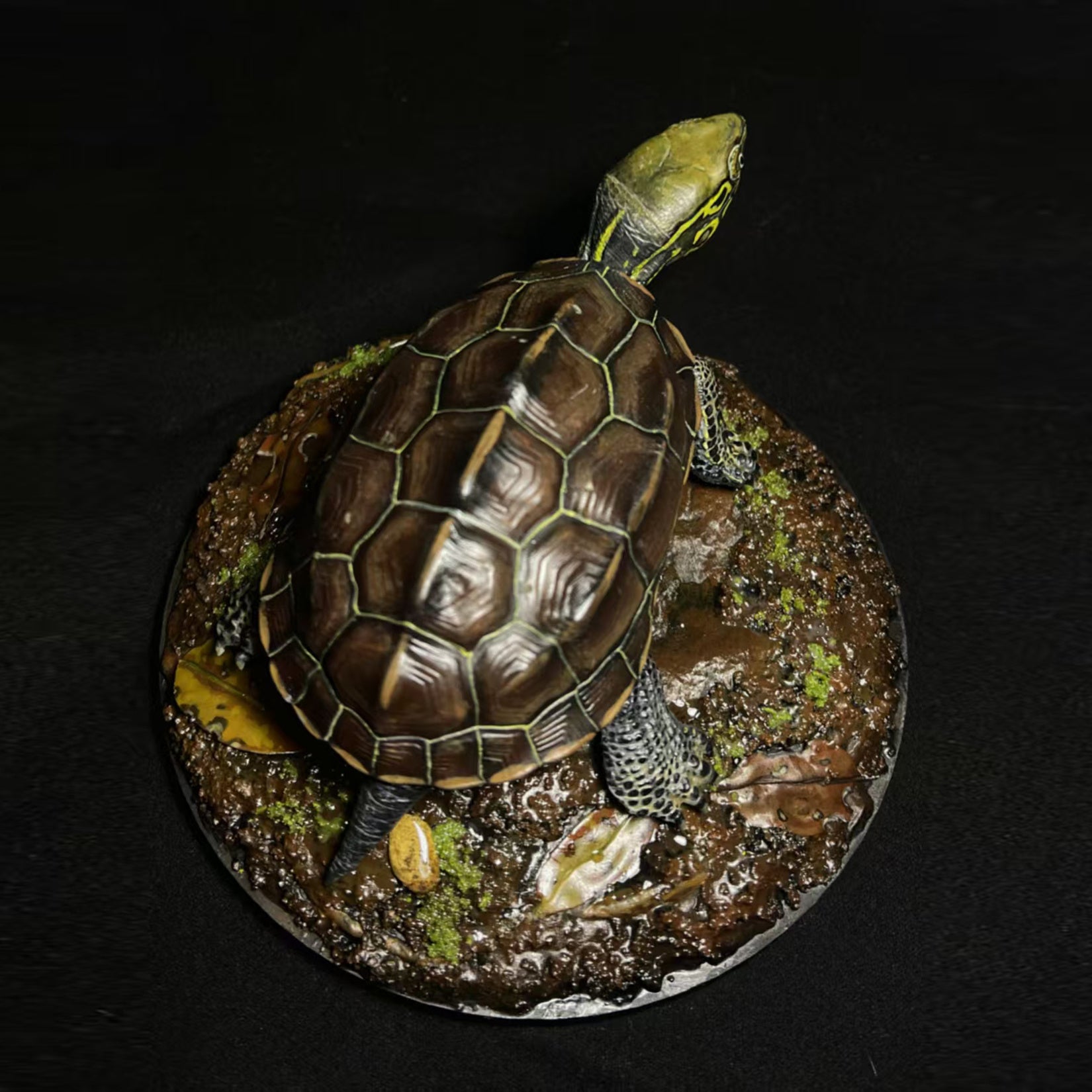 Großköpfiges Schildkrötenmodell