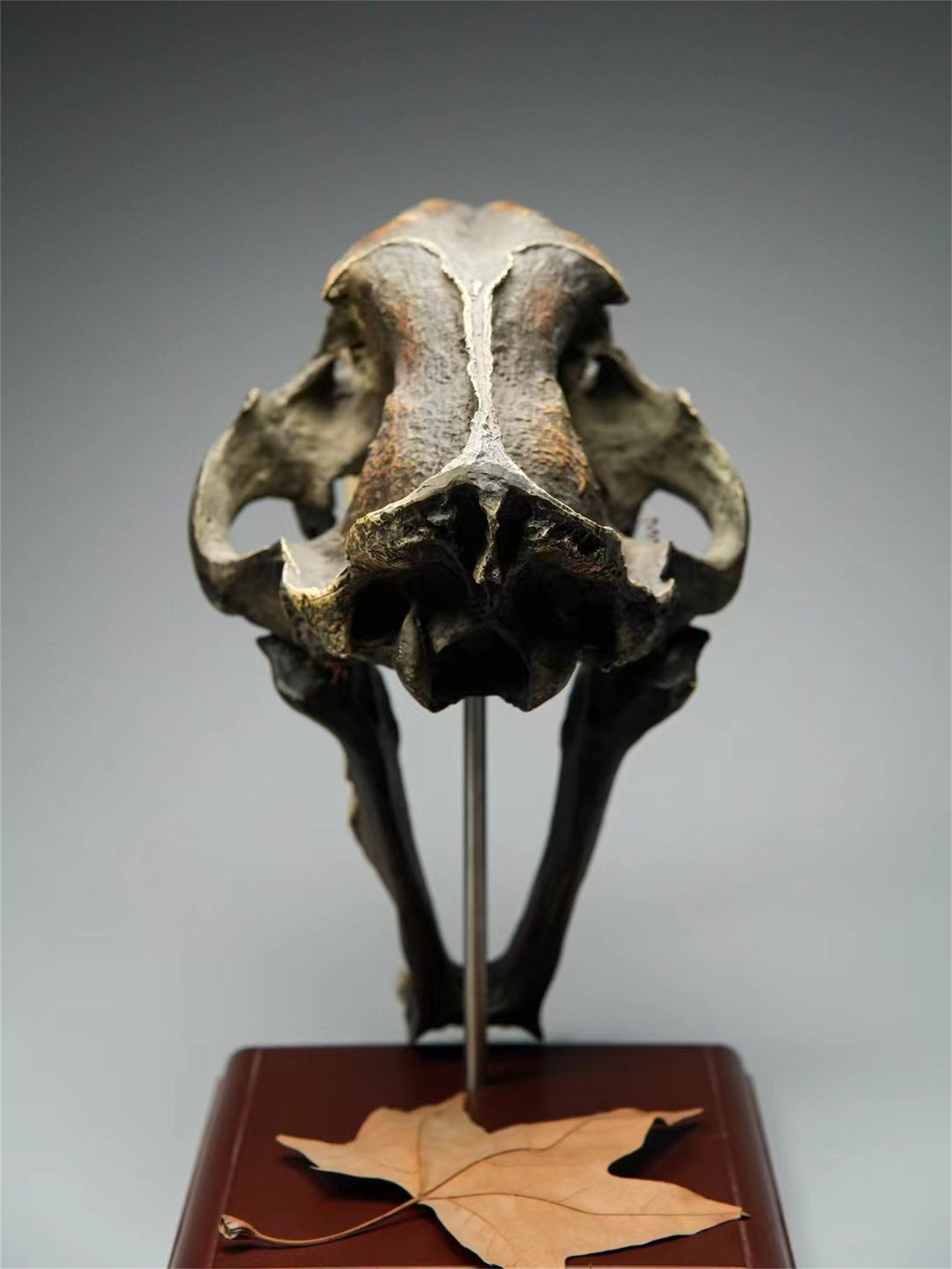 BOWUZHI Studio 1:1 Scale Saber-Tooth Tiger Skeleton Model