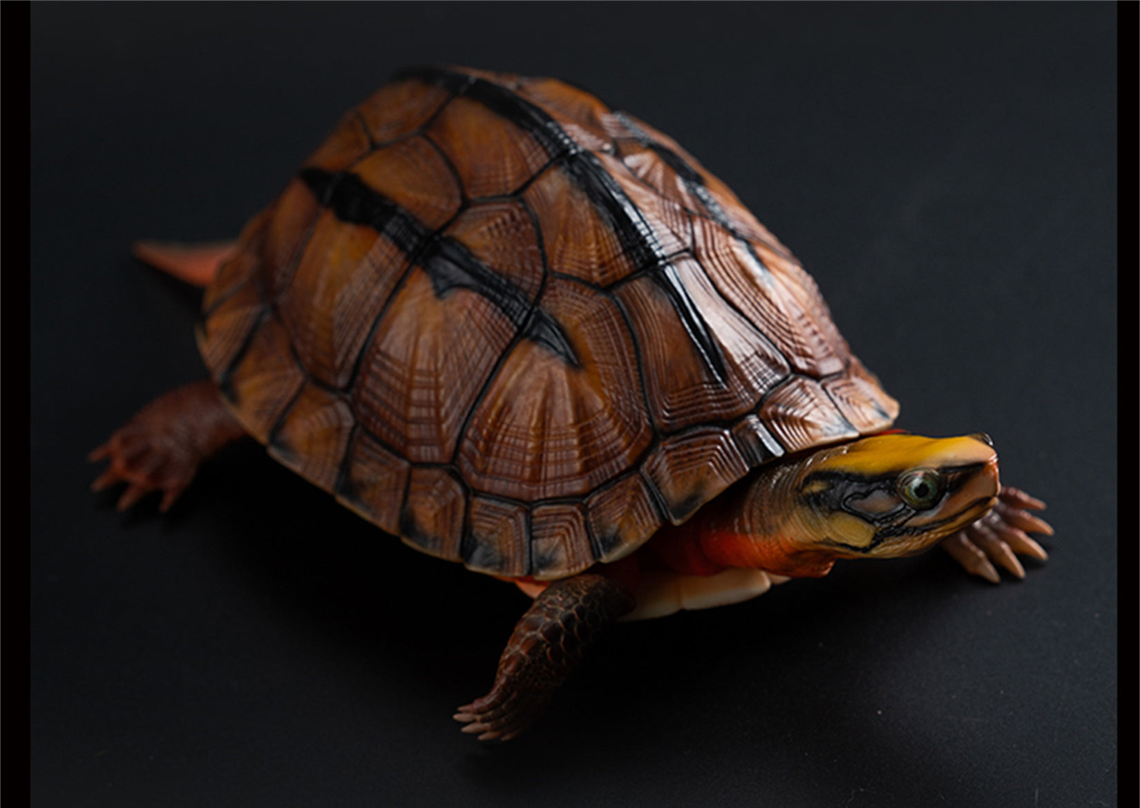 Chinese Three-striped Box Turtle Model