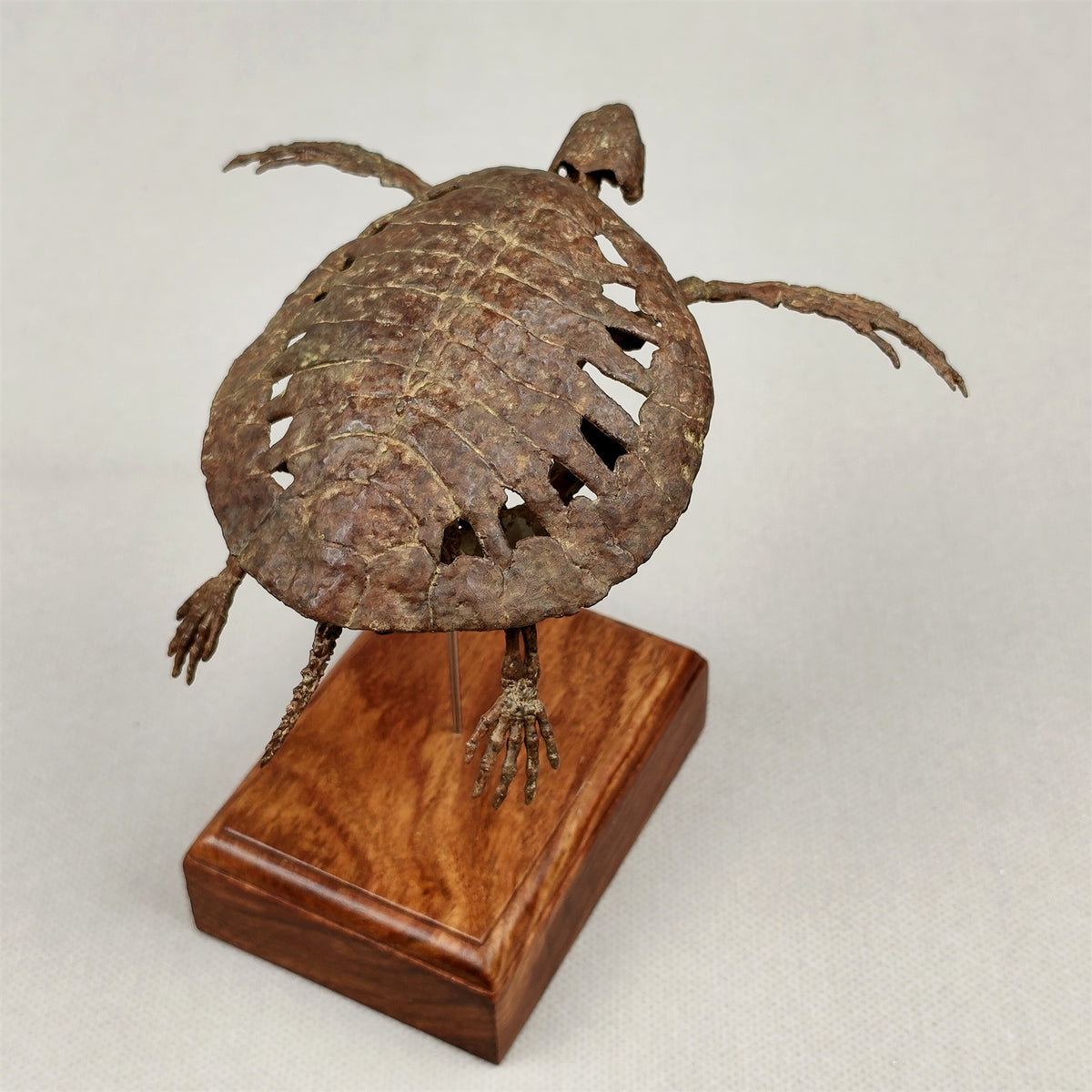 3D Printed 1:10 Scale Leatherback Turtle Skeleton Model