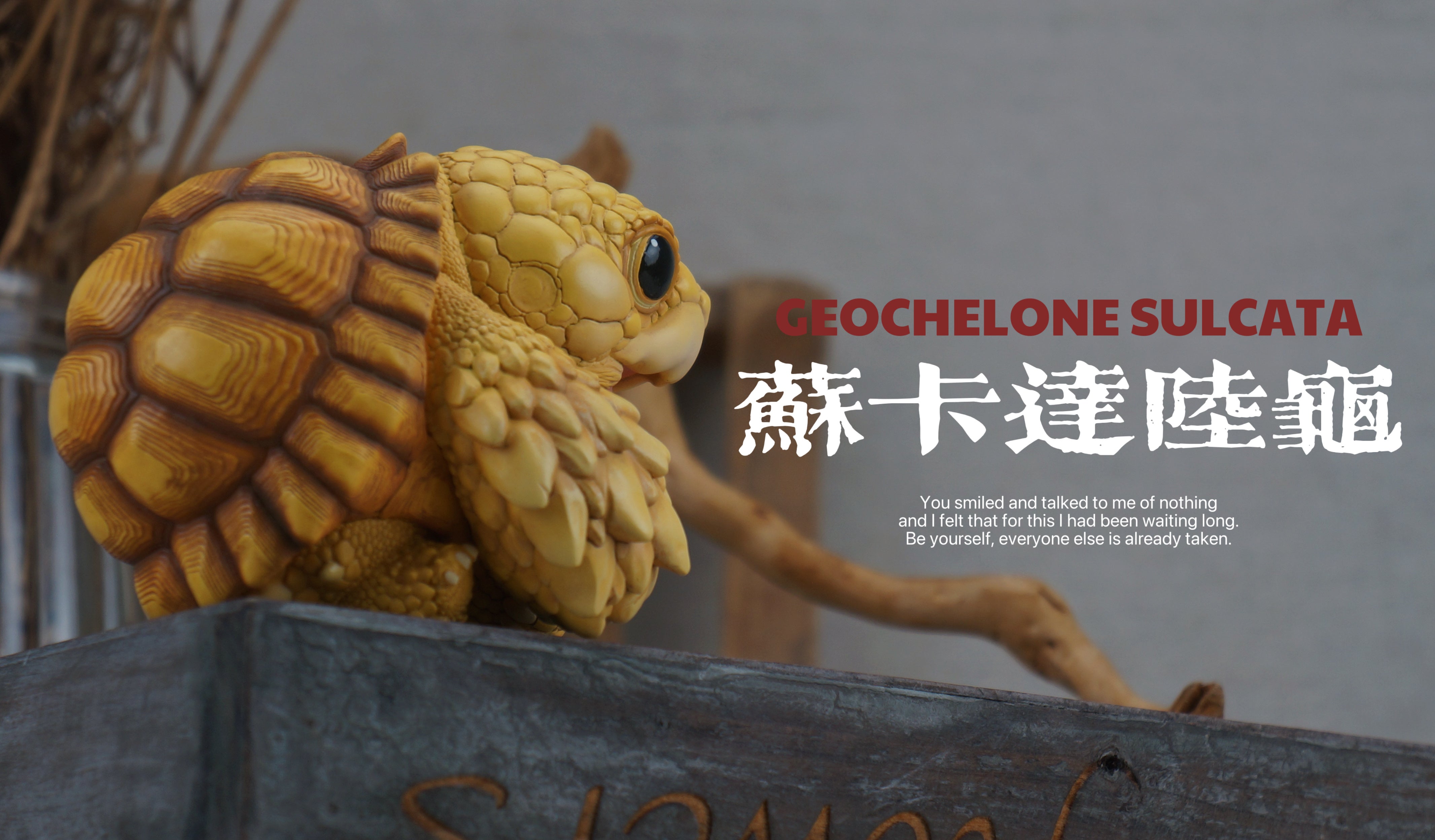 Turtle Model Pet Animal Figure