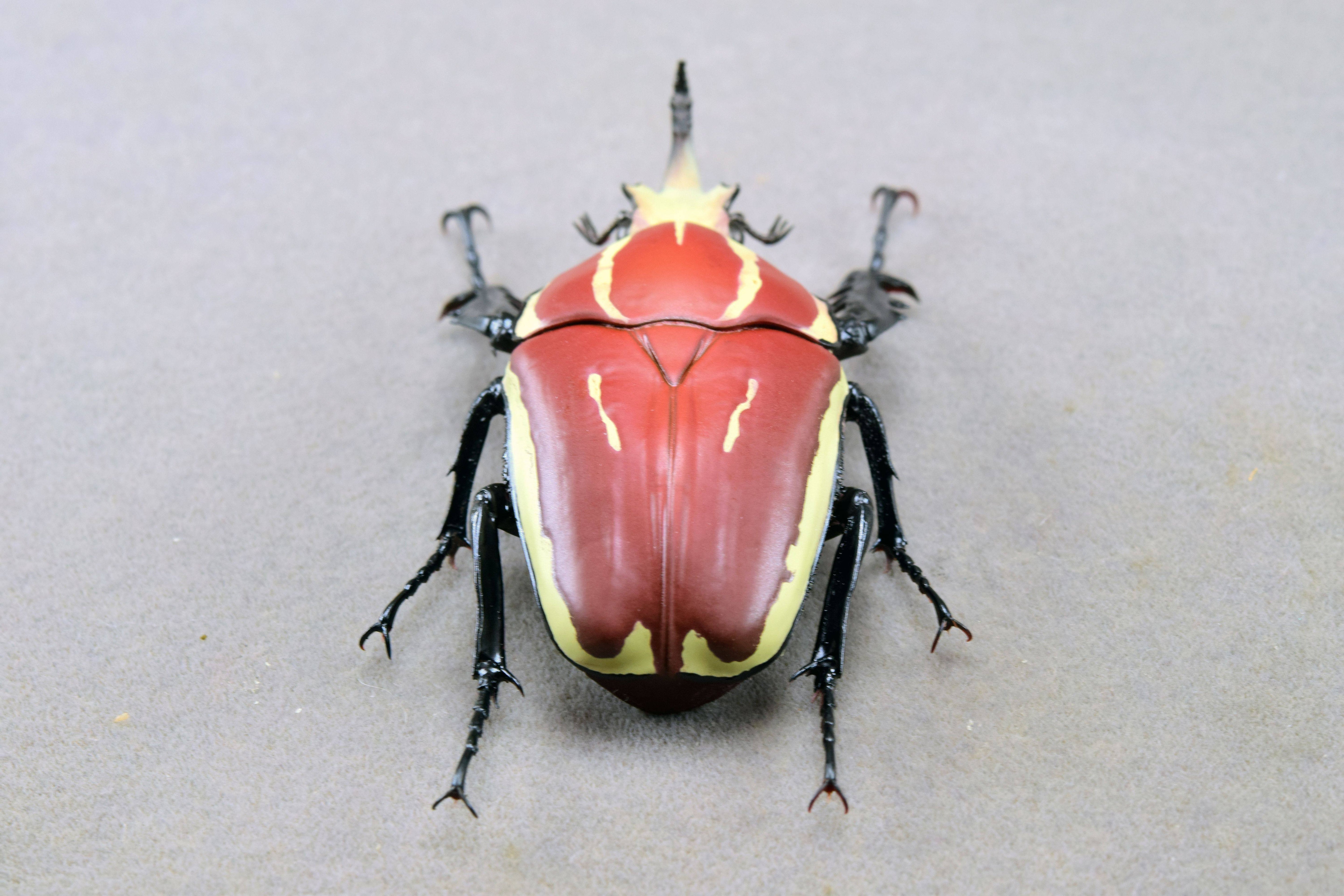 Wunderschöne Chemiepuppe im Maßstab 1:6